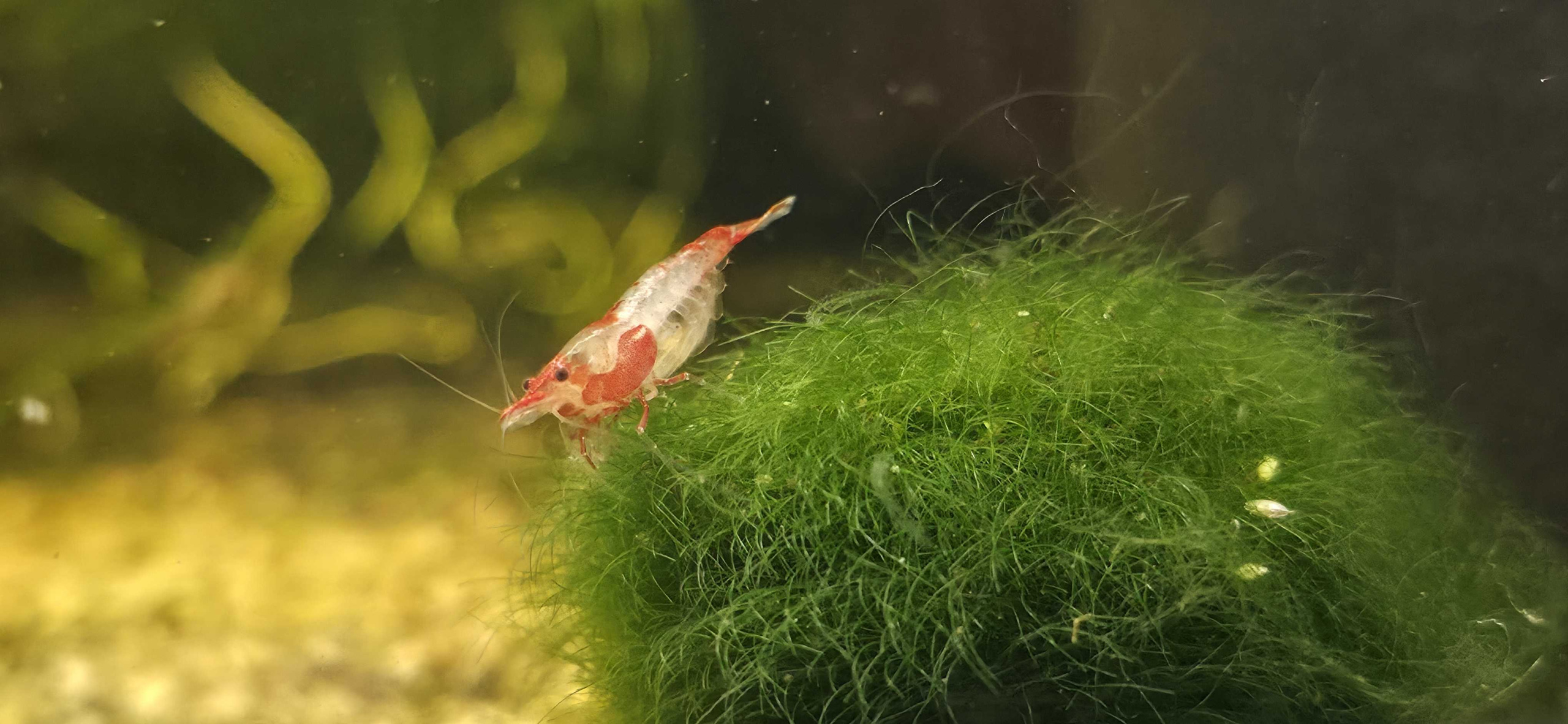 Red Rili Shrimp 6+2