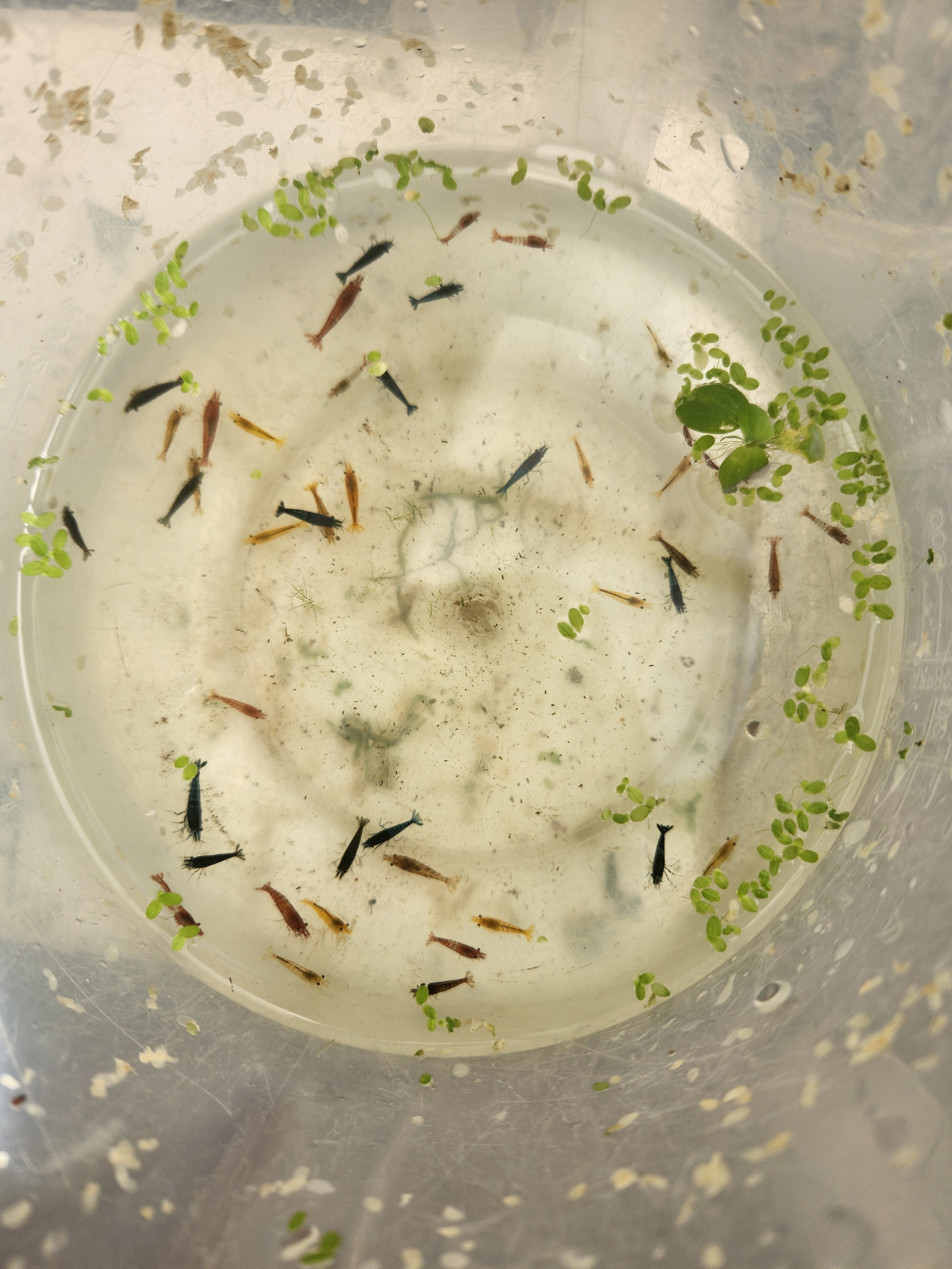 Exclusive Offer: 22 Premium Neocaridina Shrimp with FREE Plant for All Skill Levels! Act Now for Fast Delivery!