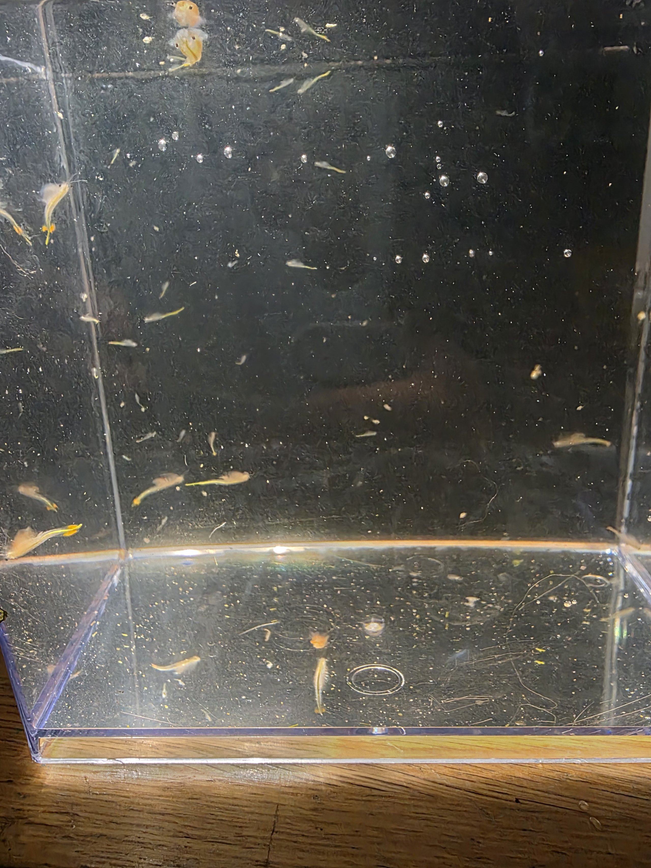 Approx. 5000 Premium Freshwater Fairy Shrimp Cysts (Eggs) – Live Food & Hobby Breeding Kit! ?