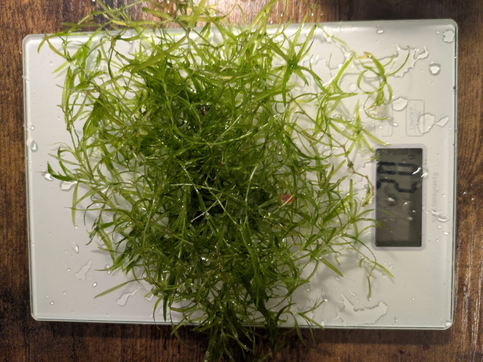 GUPPY GRASS 20G - NAJAS TROPICAL OXYGENATING HEALTHY AQUARIUM PLANTS SHRIMP SAFE