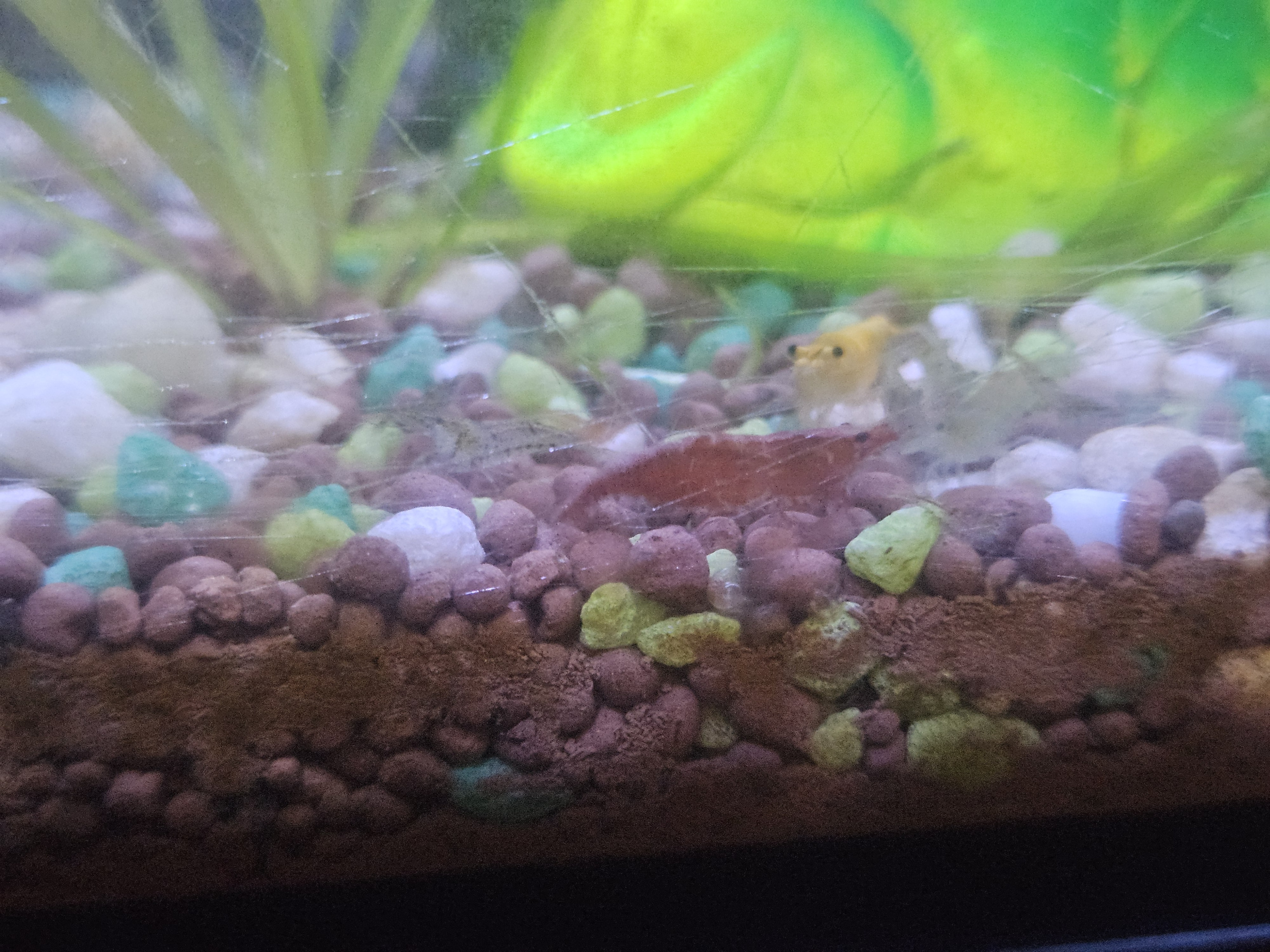 MIXED CULL SHRIMP