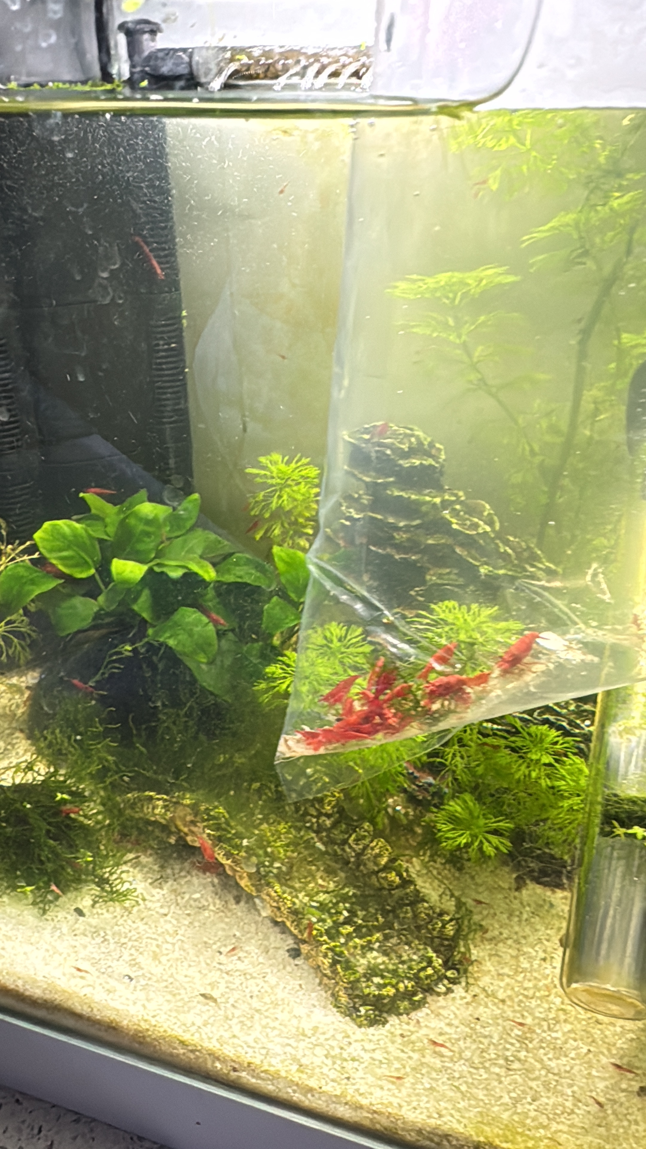 10 X RED Cherry Shrimp A GRADE