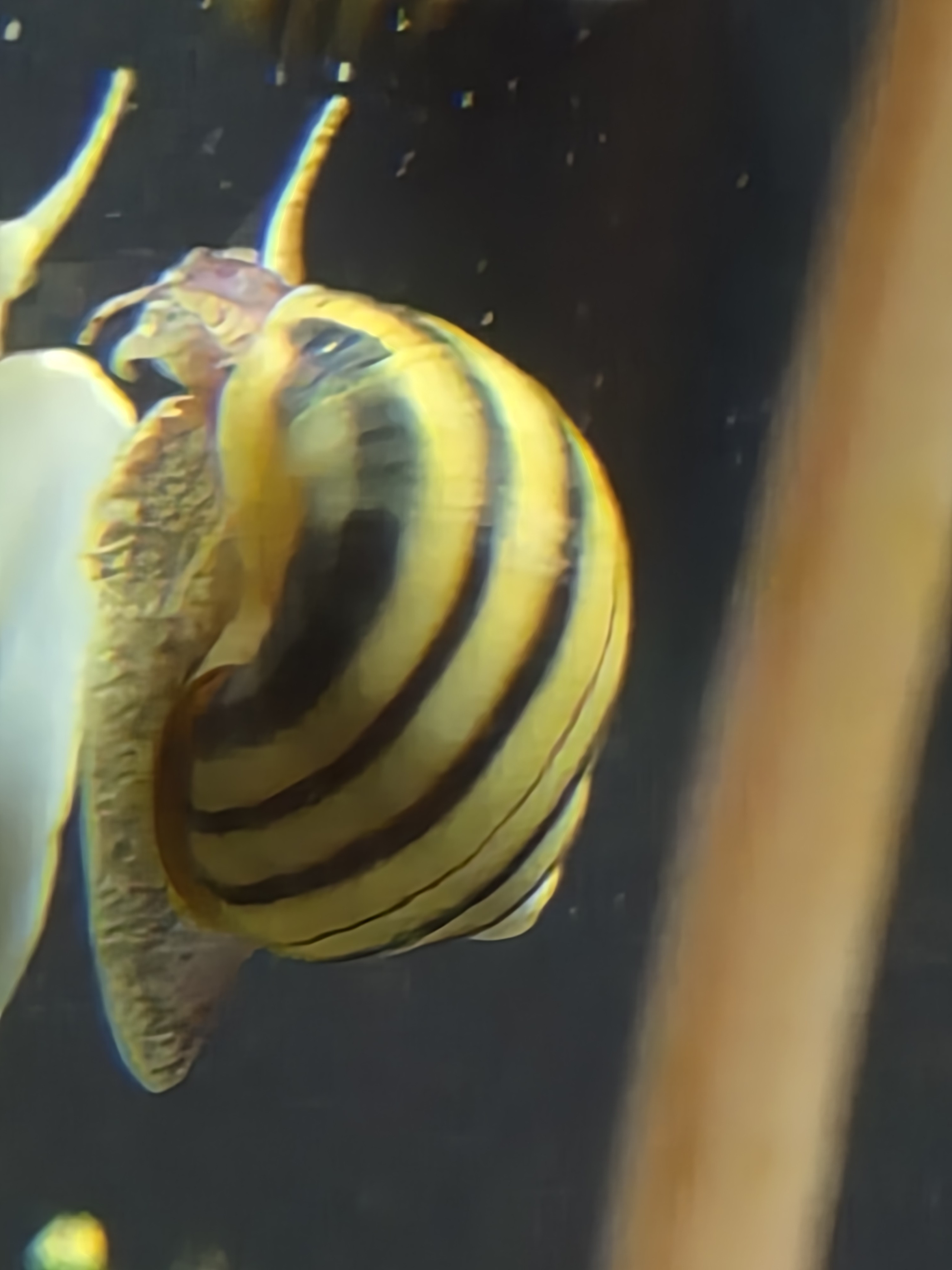 Spixi snails