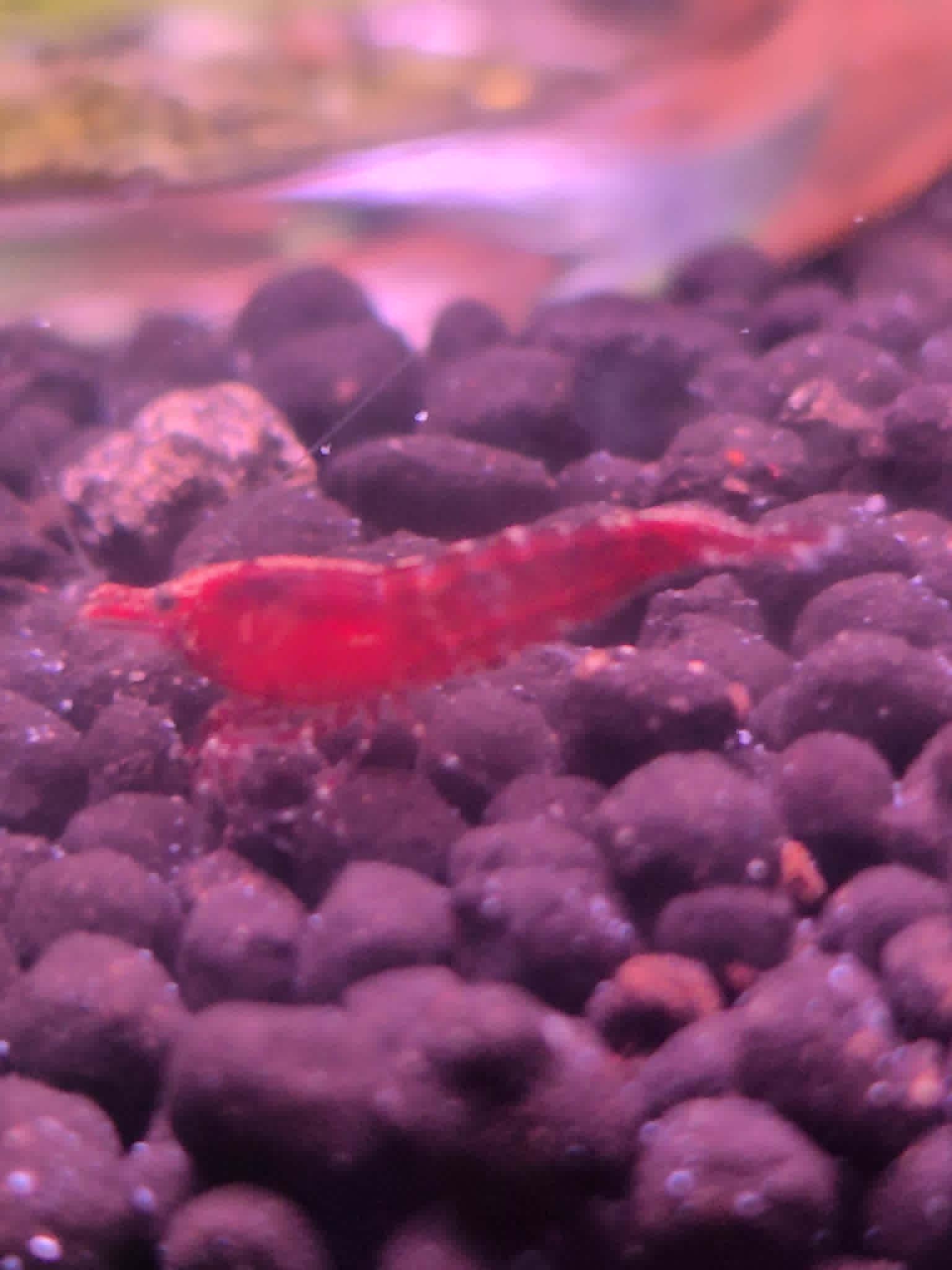 Exclusive Deal: Buy 10 Unique Red Shrimp, Get 1 Free from Rare Black Lineage!