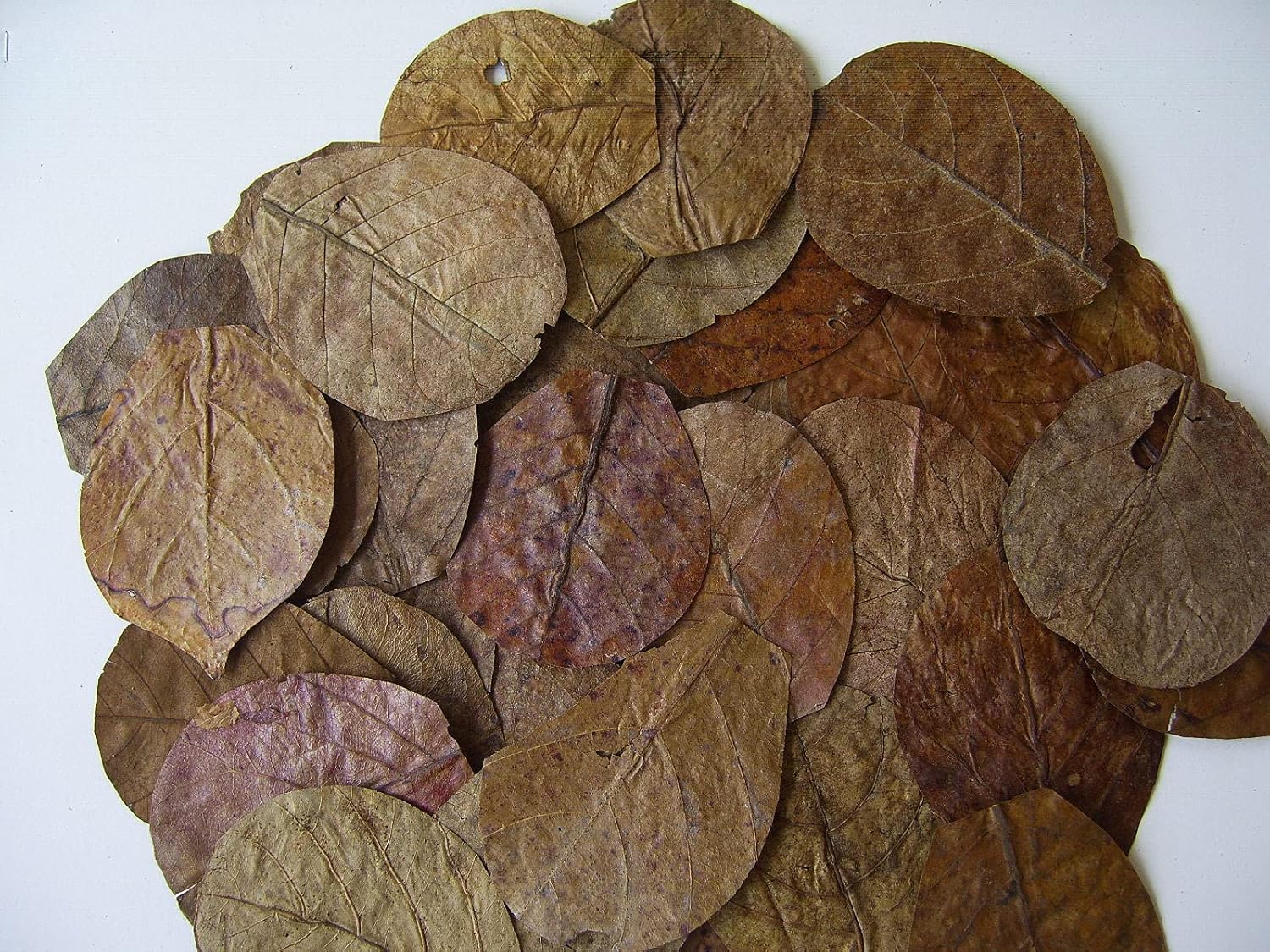 50 x NANO Indian Almond Leaves ( Catappa ), 7- 9cm , Shrimp , Black Water etc .