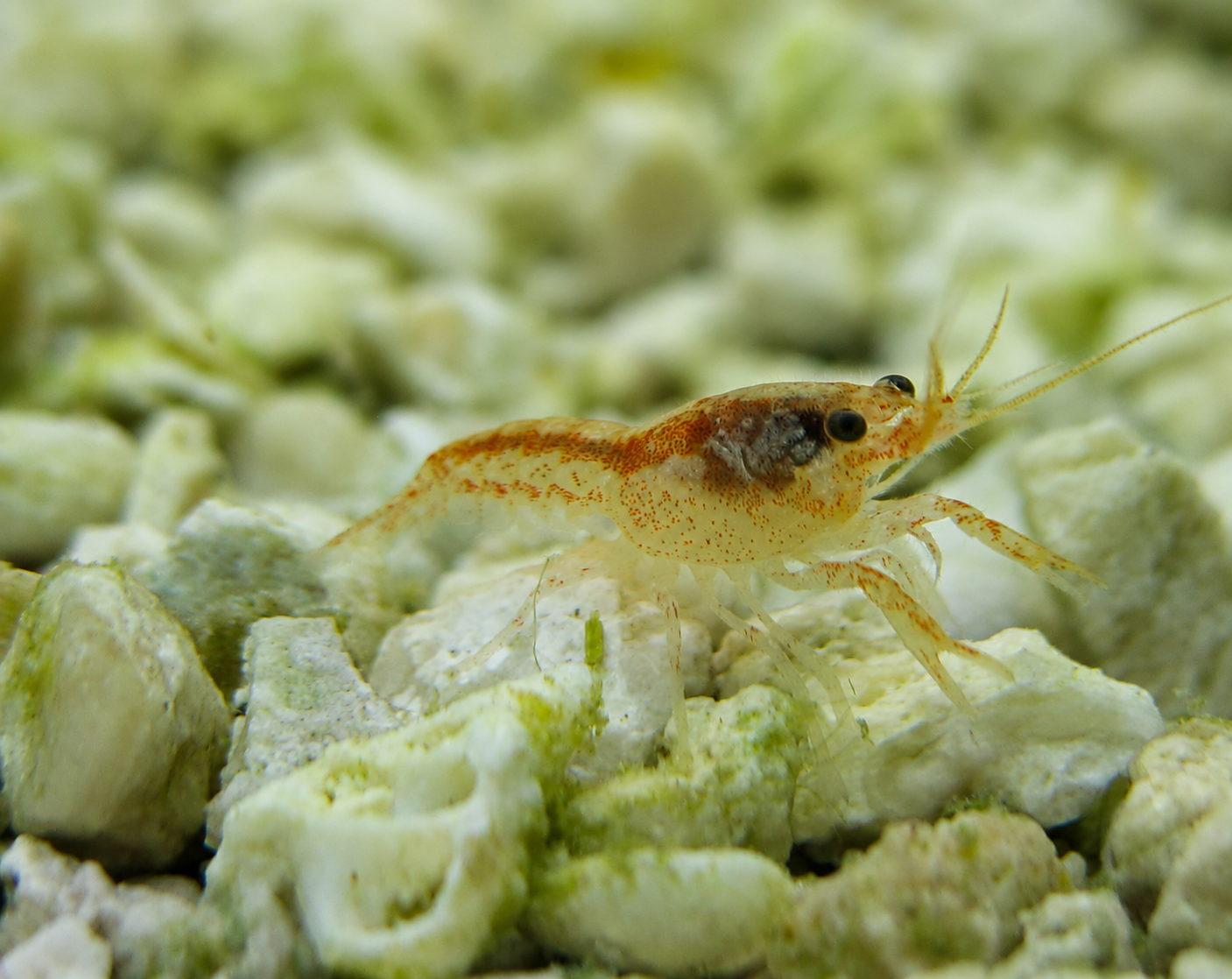 Blue Crayfish Babies 1 + 4 Free, 12 GBP