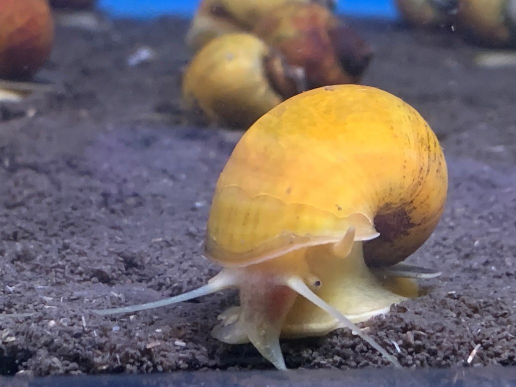 Giant Golden Apple Snails, 5 for 12 GBP