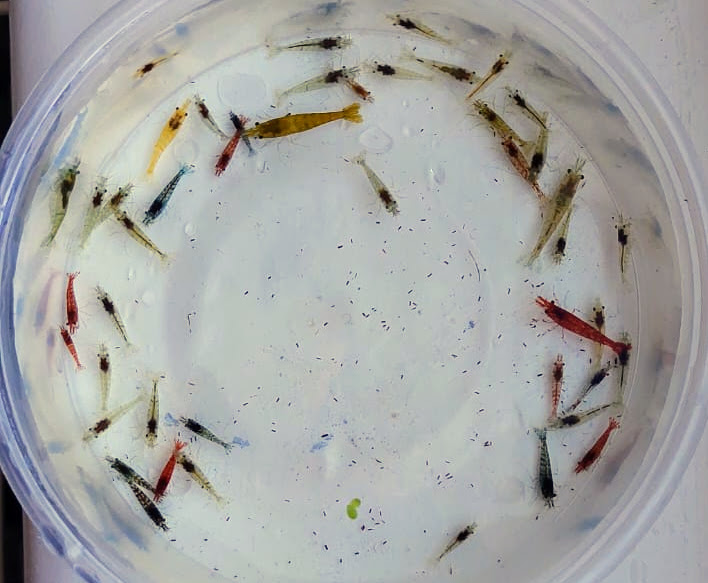 Vibrant Mix of 45 Unique Sakura Neocaridina Shrimp for Your Aquarium