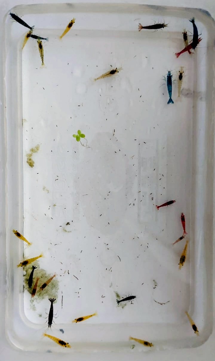 Mix of 27+2 beautiful mixed-coloured cherry shrimp