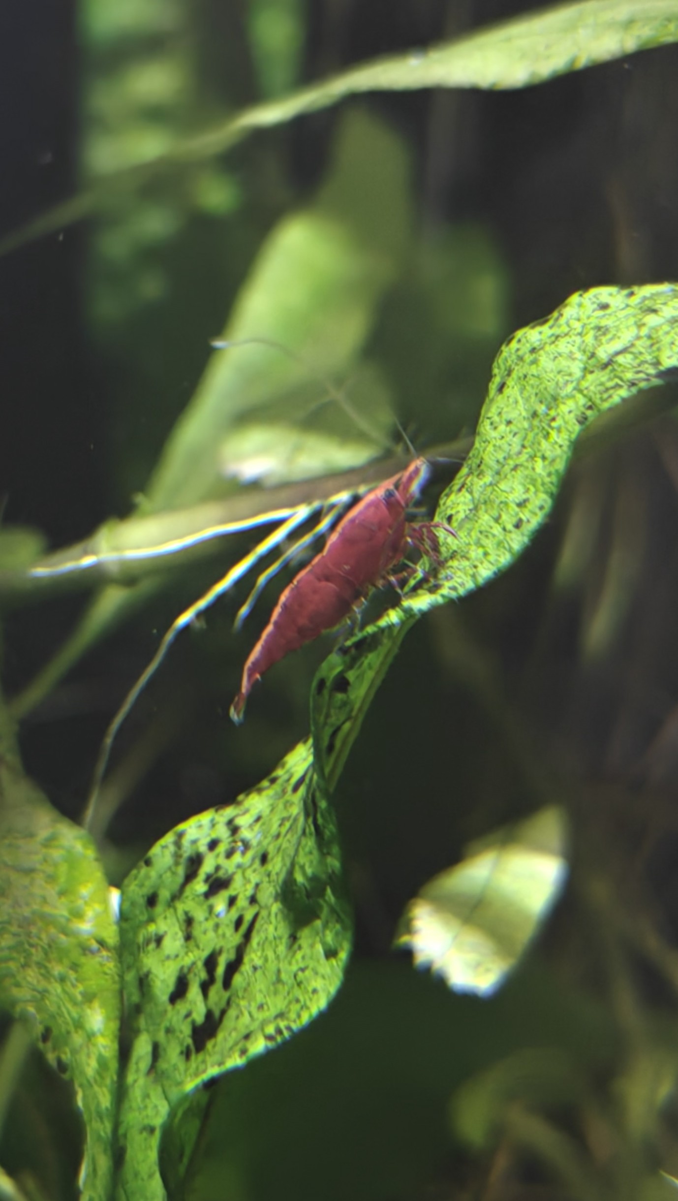 Healthy red cherry shrimp x 10 in W3, Acton