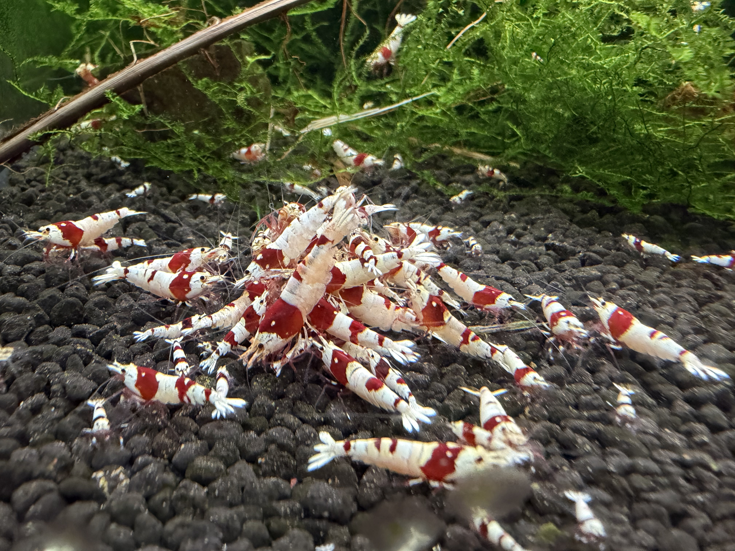 Your Ultimate Guide to Pure Red Line Shrimp Care and Purchase