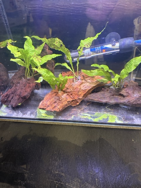 Java fern on Bogwood