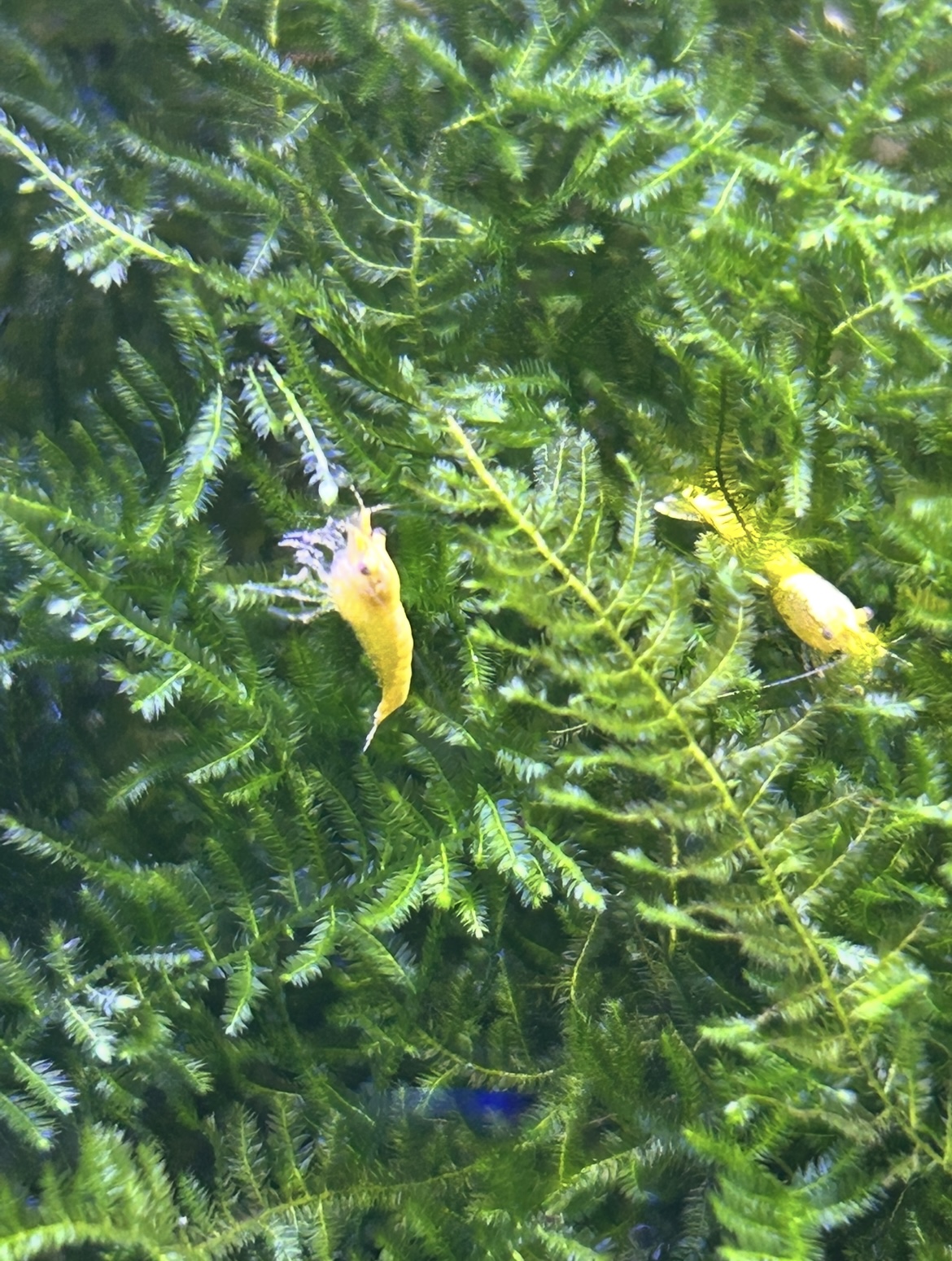 6 x Yellow Neocaridina Shrimp – Vibrant Live Freshwater Shrimp