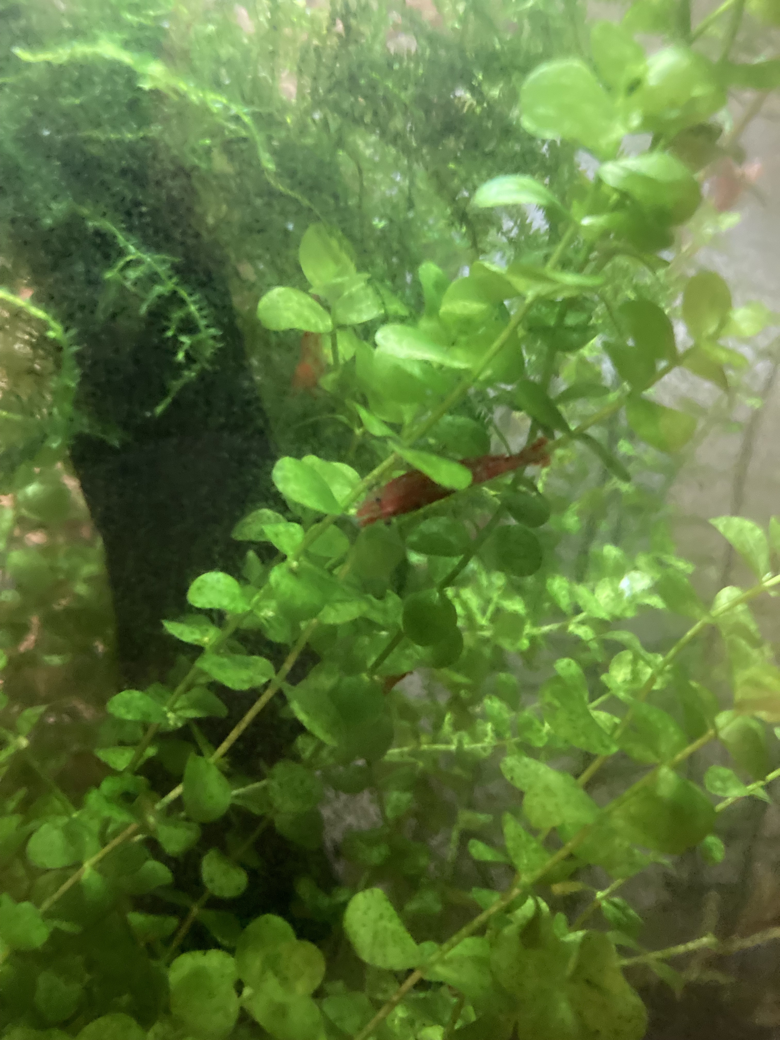 10 Medium grade red cherry shrimp