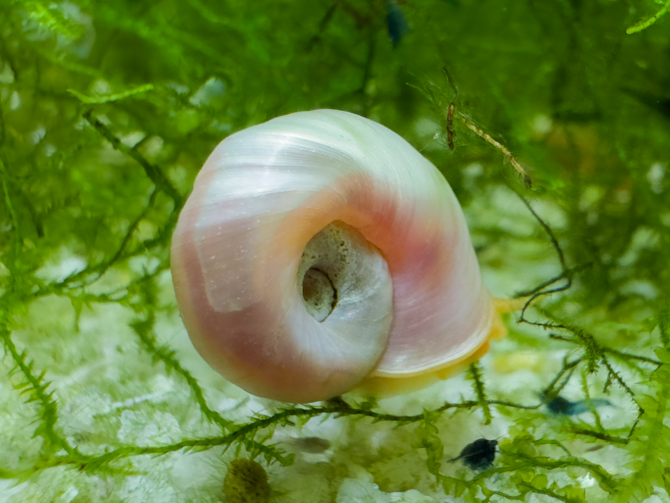 Affordable UK-Bred Pearl Ramshorn Snails: £5 for 10, Mixed Sizes