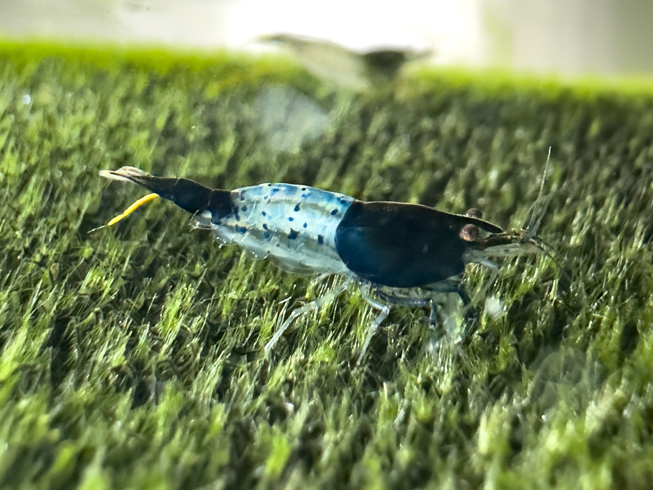 Exclusive Blue Carbon Rili Shrimp: Mixed Grades from UK Breeders - Limited Offer £3 Each