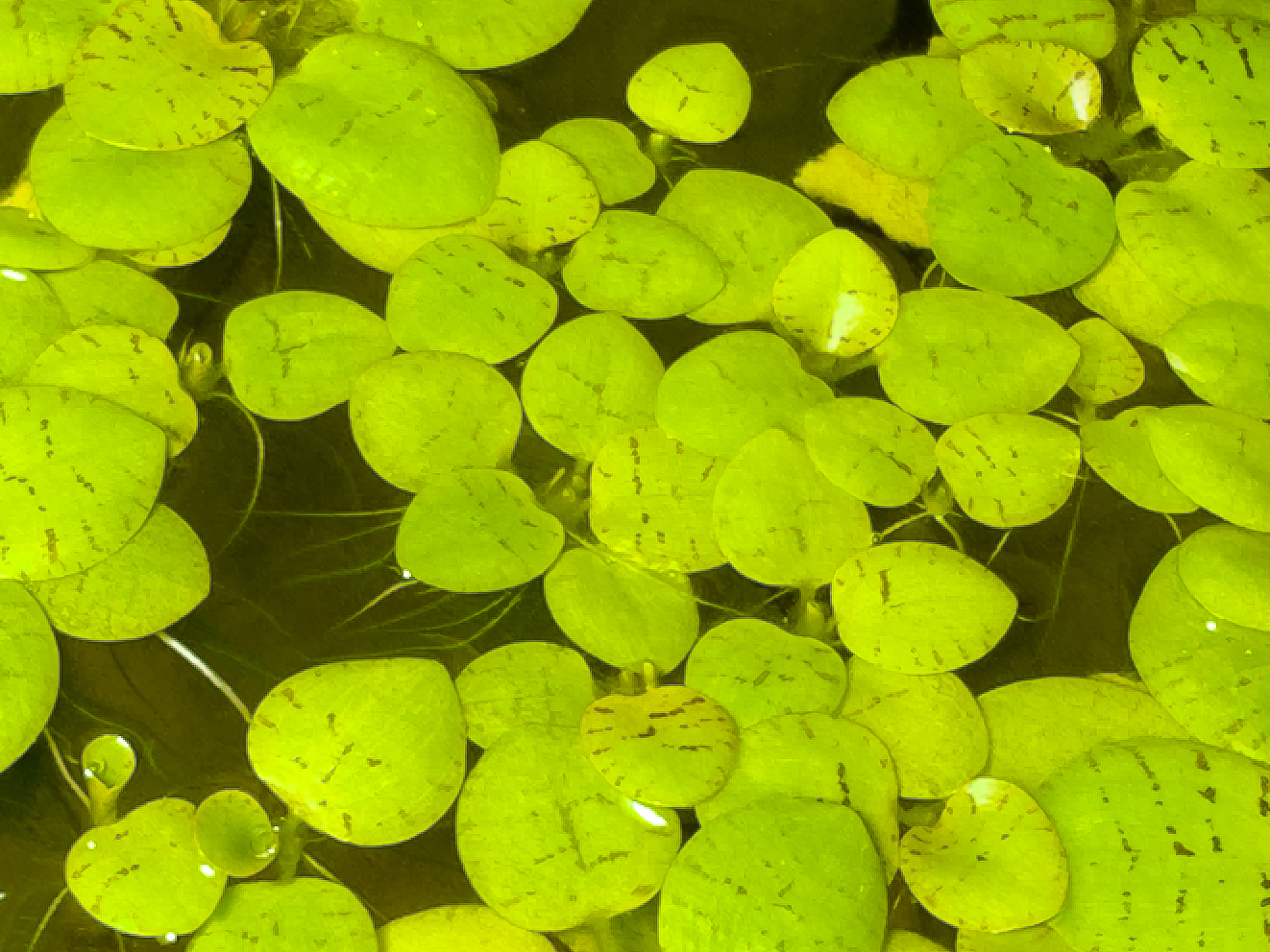Purchase 10 Dwarf Water Lettuce (Pistia Stratiotes) Leaves for Just £5!
