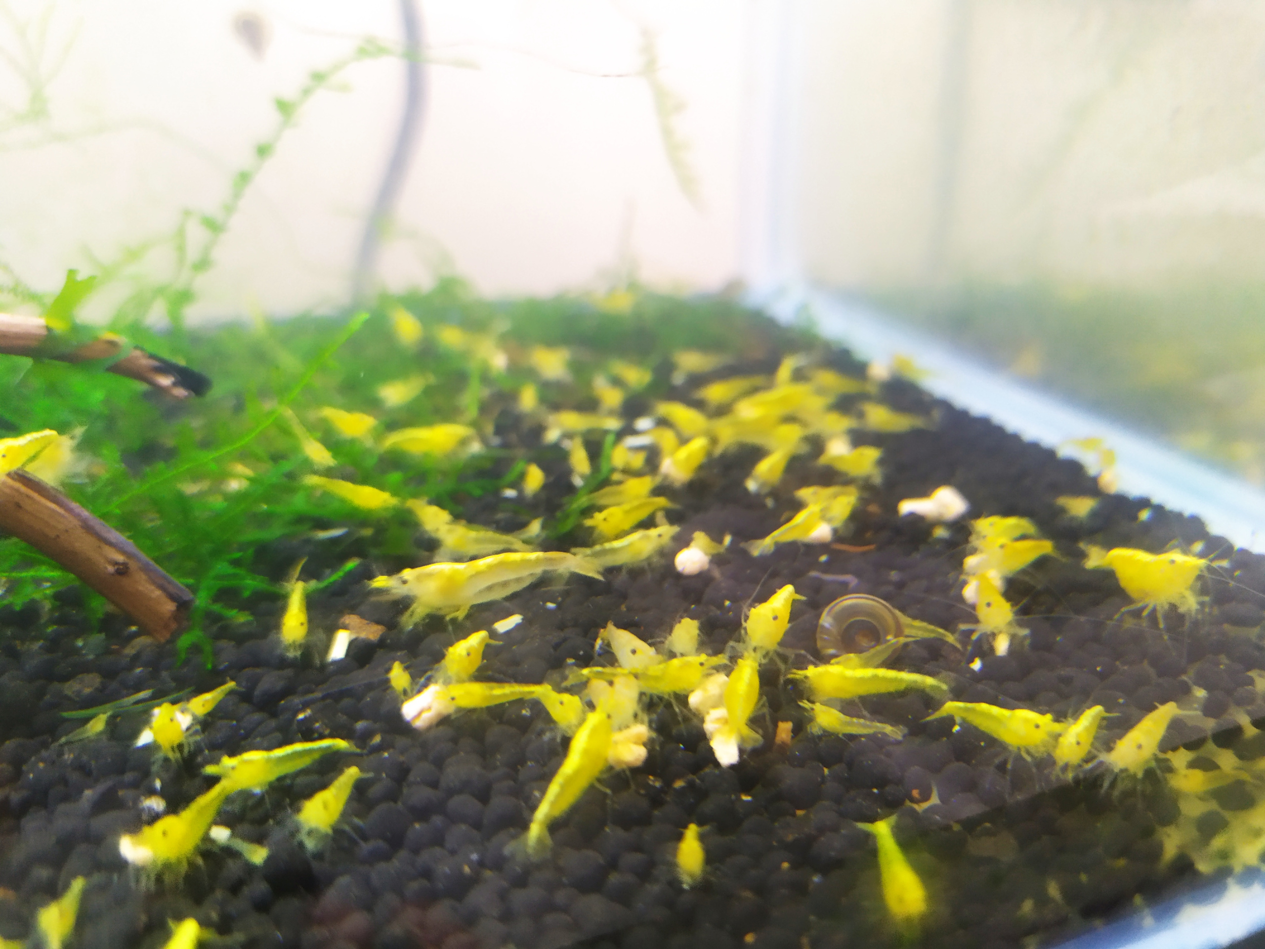 thumbnail image 2 of 10+ Yellow Golden Back Neocaridina Shrimp - Freshwater Aquarium Shrimp For Beginners 2 of 3