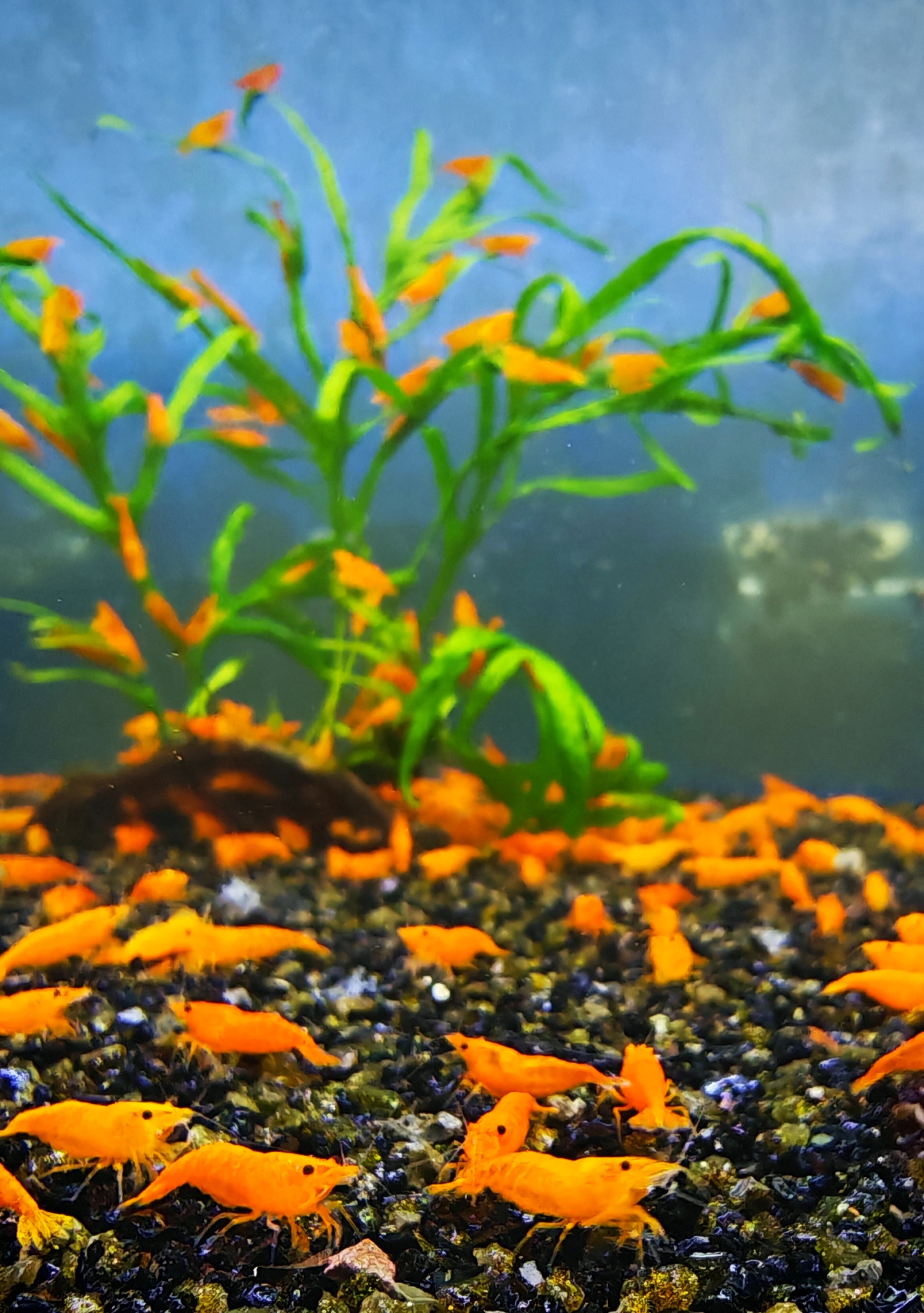 10 X ORANGE PUMPKIN HIGH GRADE Neocaridina Freshwater aquarium shrimp Size approx 1.5 - 2.0 CM