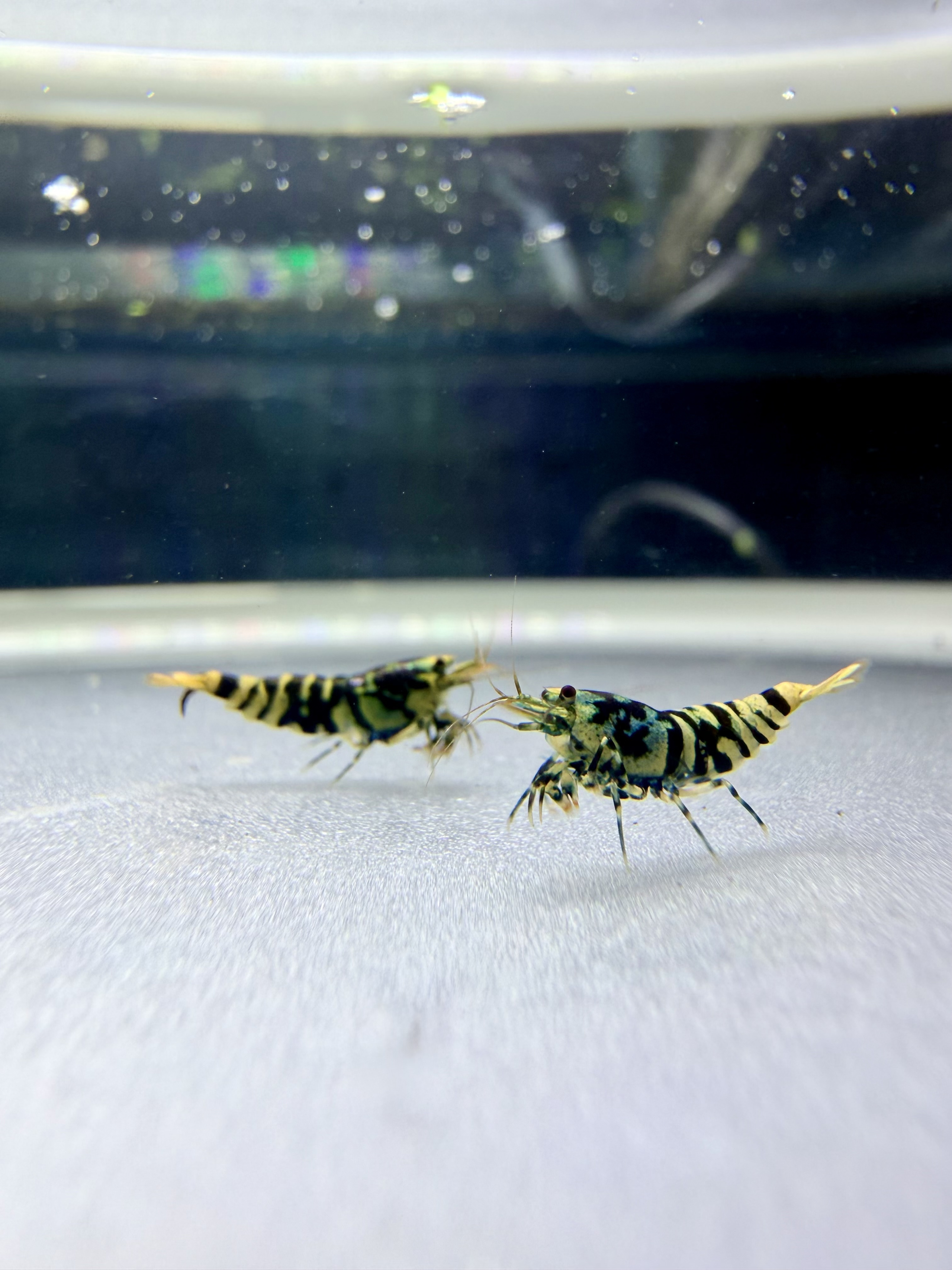 Galaxy Tiger - Hornet Genetics