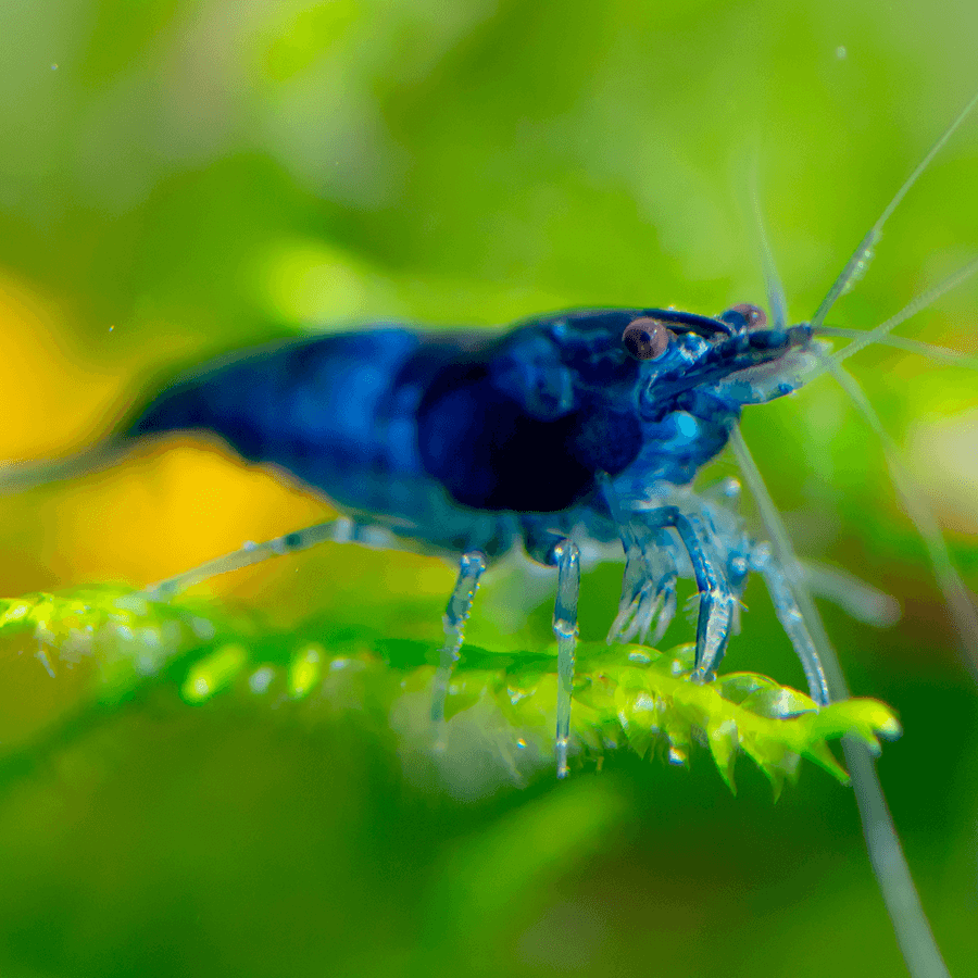 Blue Sapphire Shrimp x5 - High Grade Neocaridina
