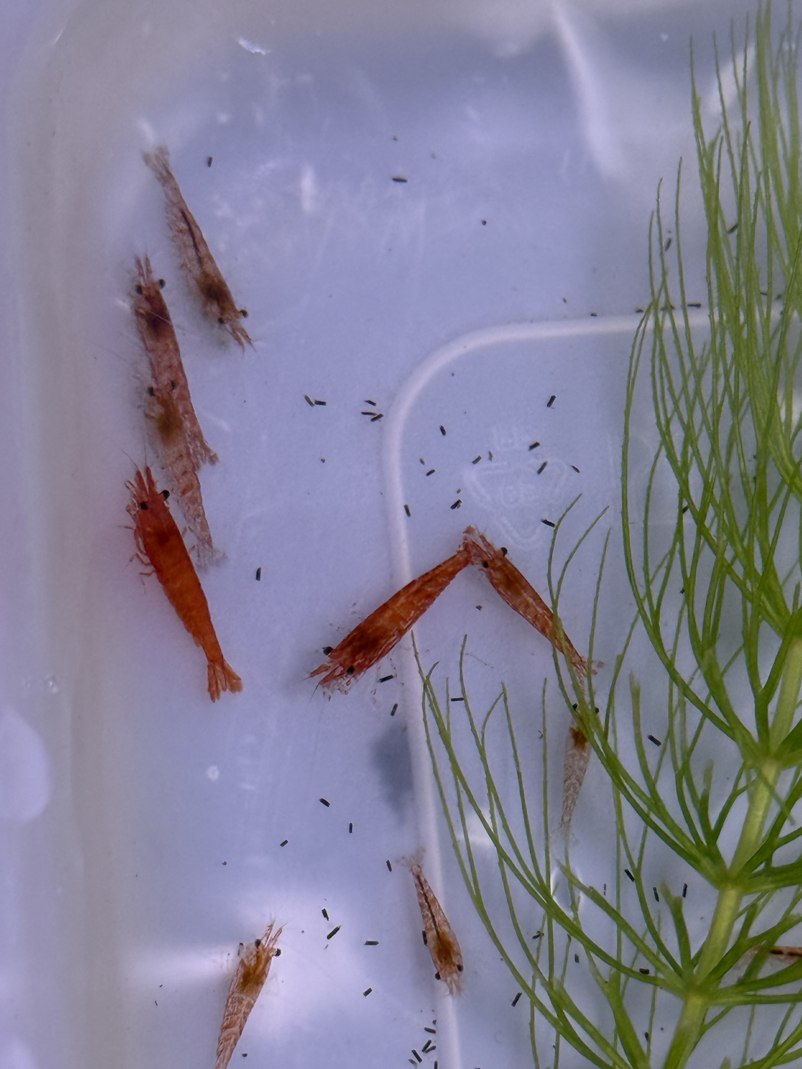 Buy 10 Red Cherry Shrimp, Get 2 Free: Perfect for Beginners & Experienced Aquarists