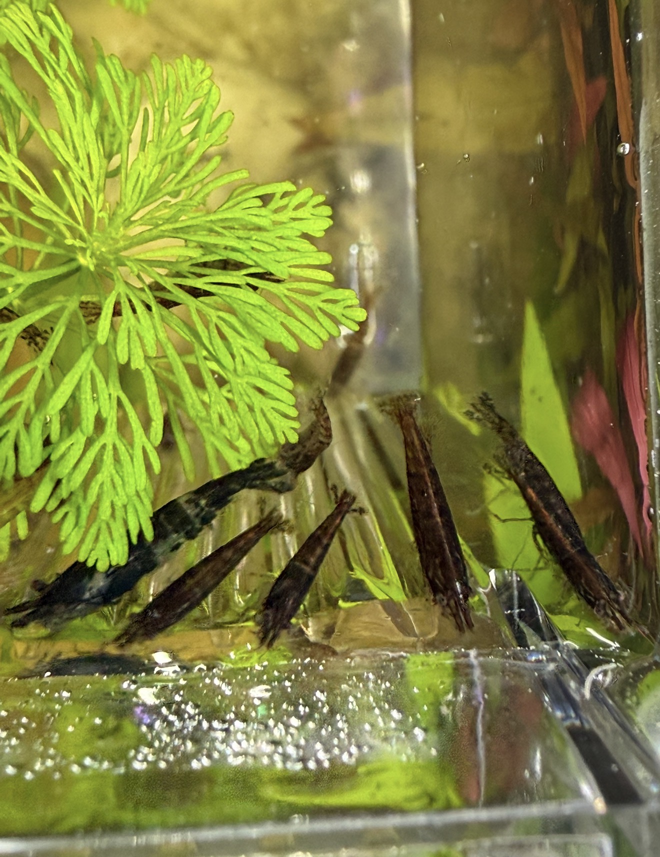 Buy 65 Vibrant Neocaridina Shrimp: Ideal for All Aquarists, Top Algae Cleaners, £35 Delivered