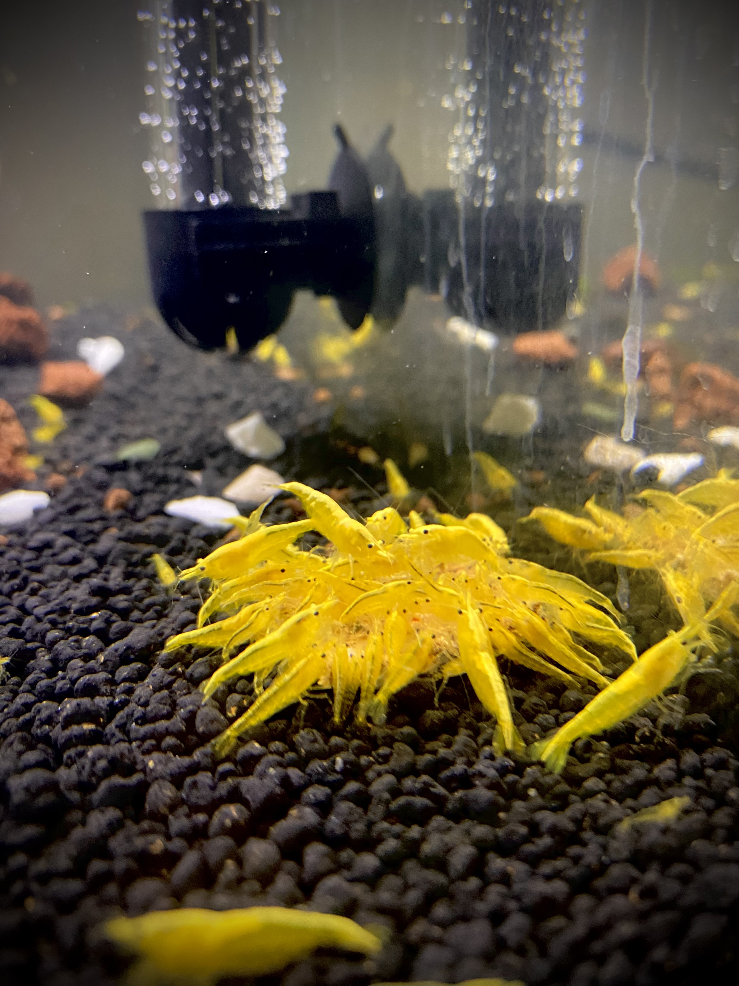 10(+1) Yellow Golden back shrimps + cattapa leaf +aquarium plants