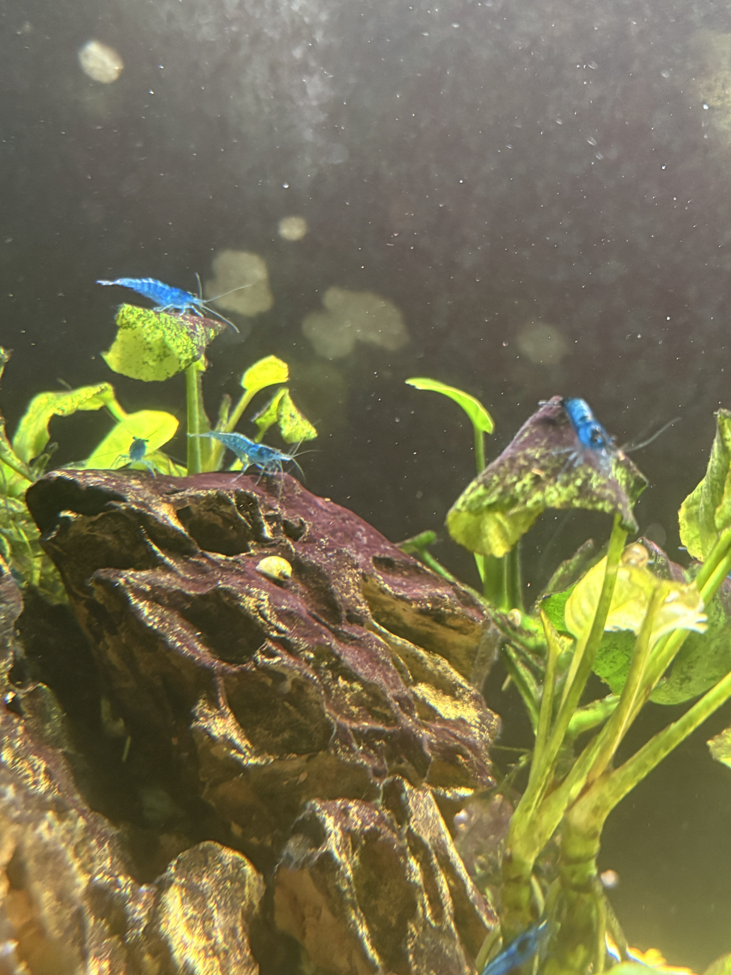 Enhance Your Aquarium with Vibrant Blue Neocaridina Shrimp - Special Offer Included!