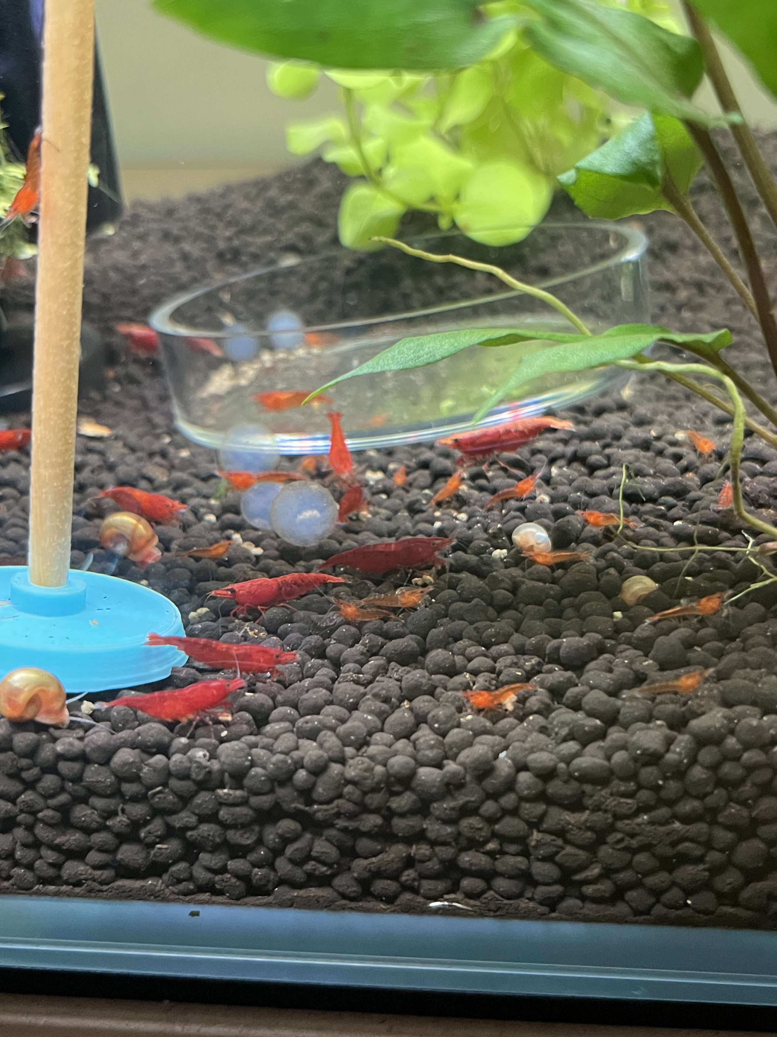 Vibrant Red Cherry Shrimp Sale: 200+ Stunning Specimens with Fast Delivery