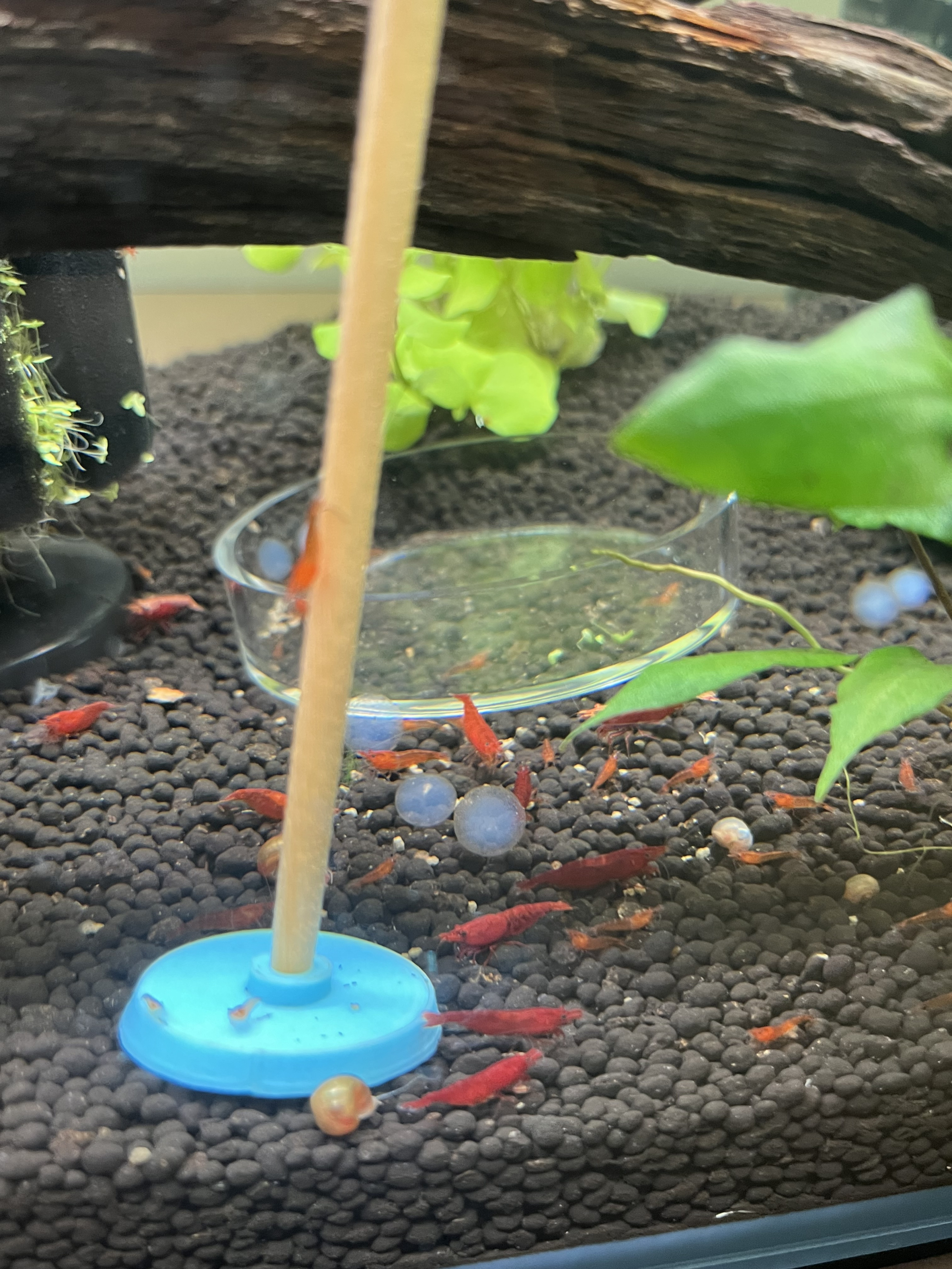 Red cherry shrimp 25X