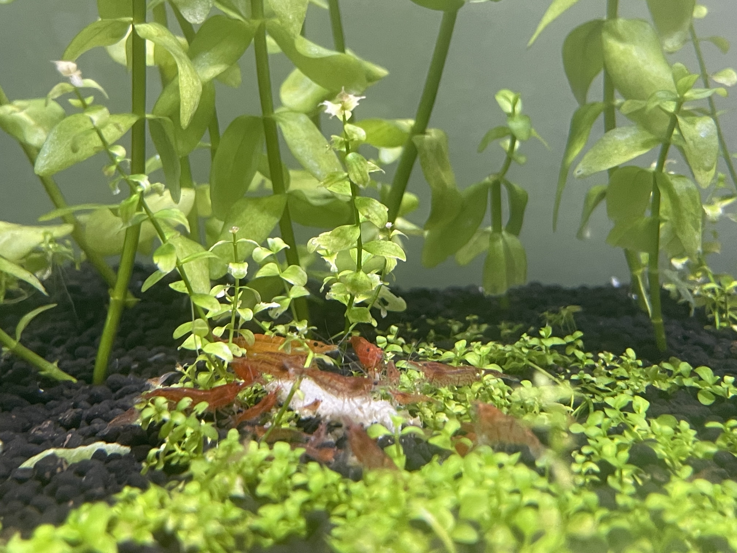 Varied Colour Cherry Shrimp