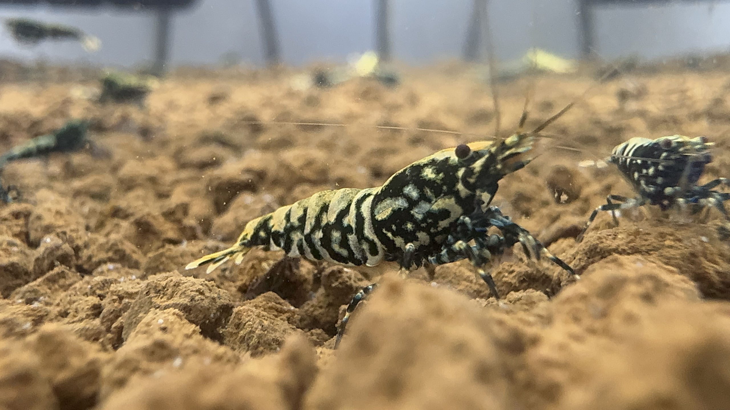 Premium Black/Blue Snowfall Caridina Juveniles - Limited Stock Available
