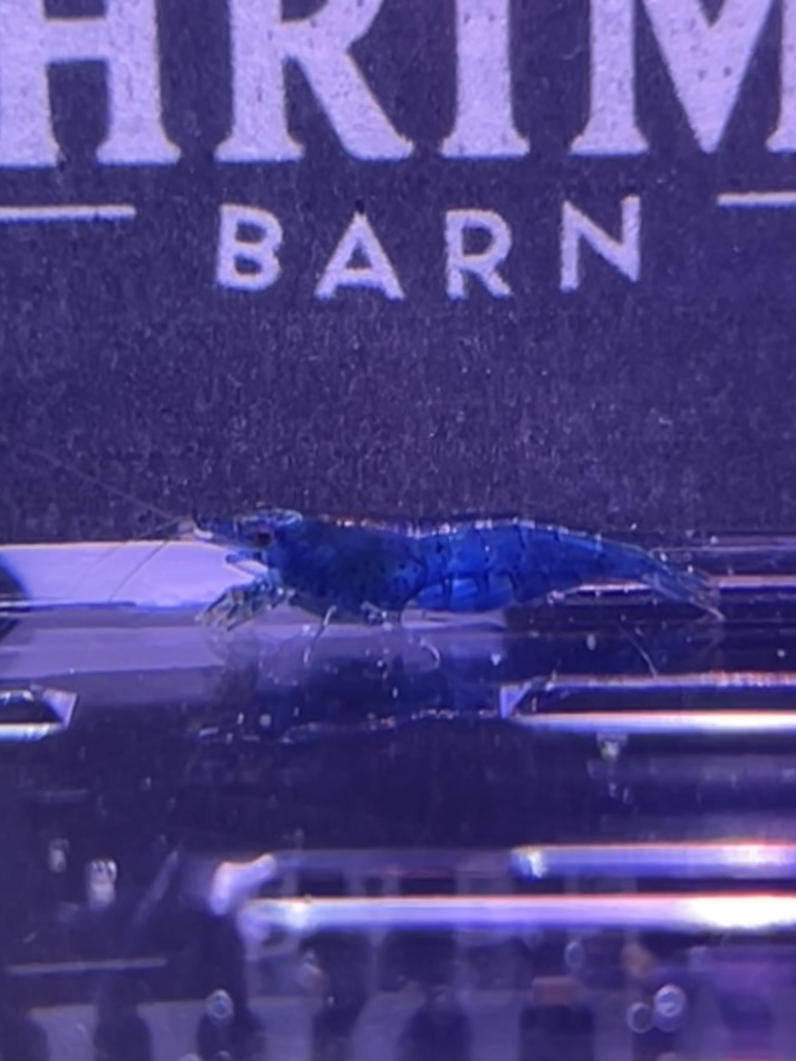 Blue Dream Neocaridina high grade x10