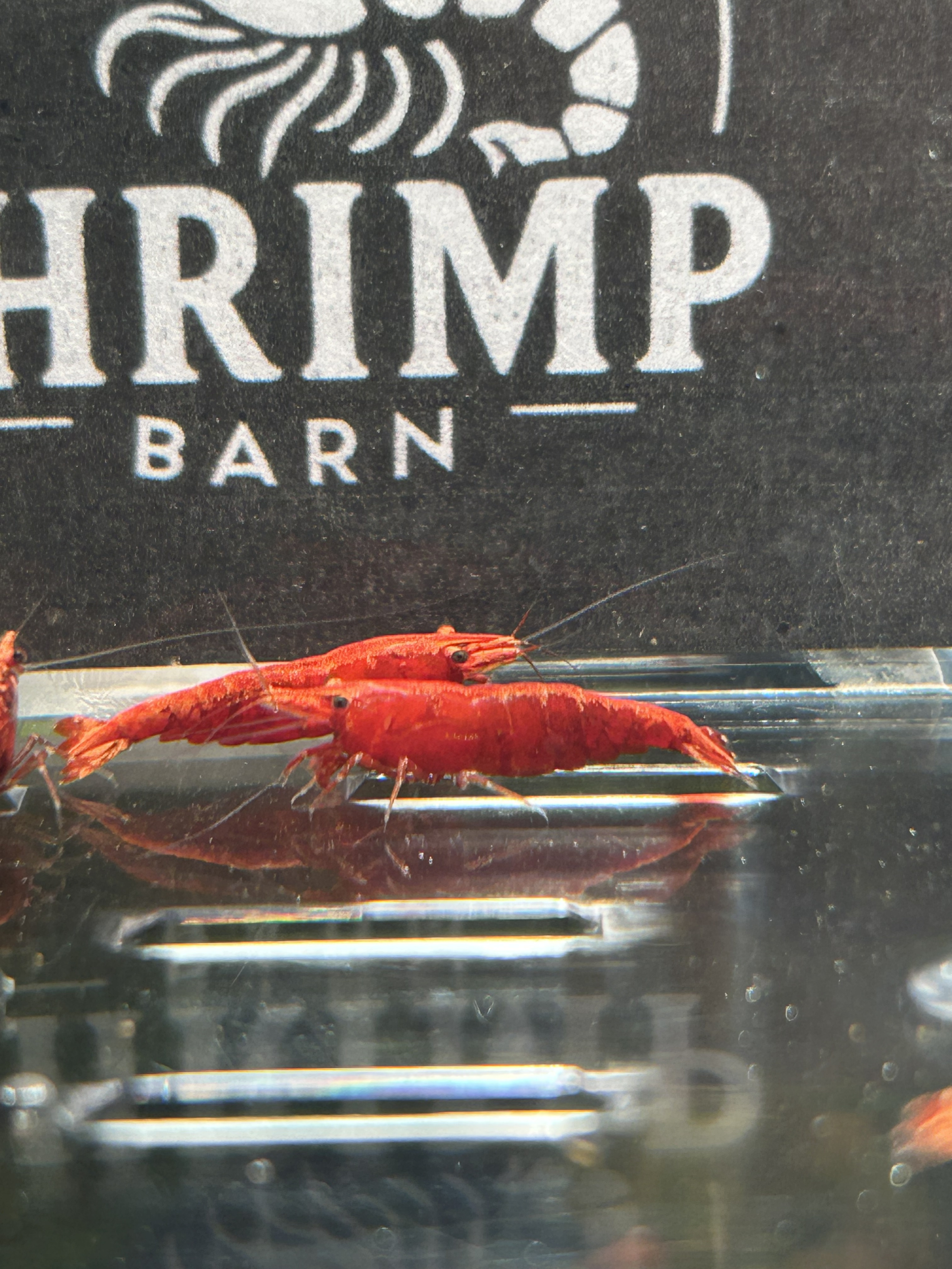 Transform Your Aquarium with Vibrant Fire Red Neocaridina Shrimp - £15 for X10!