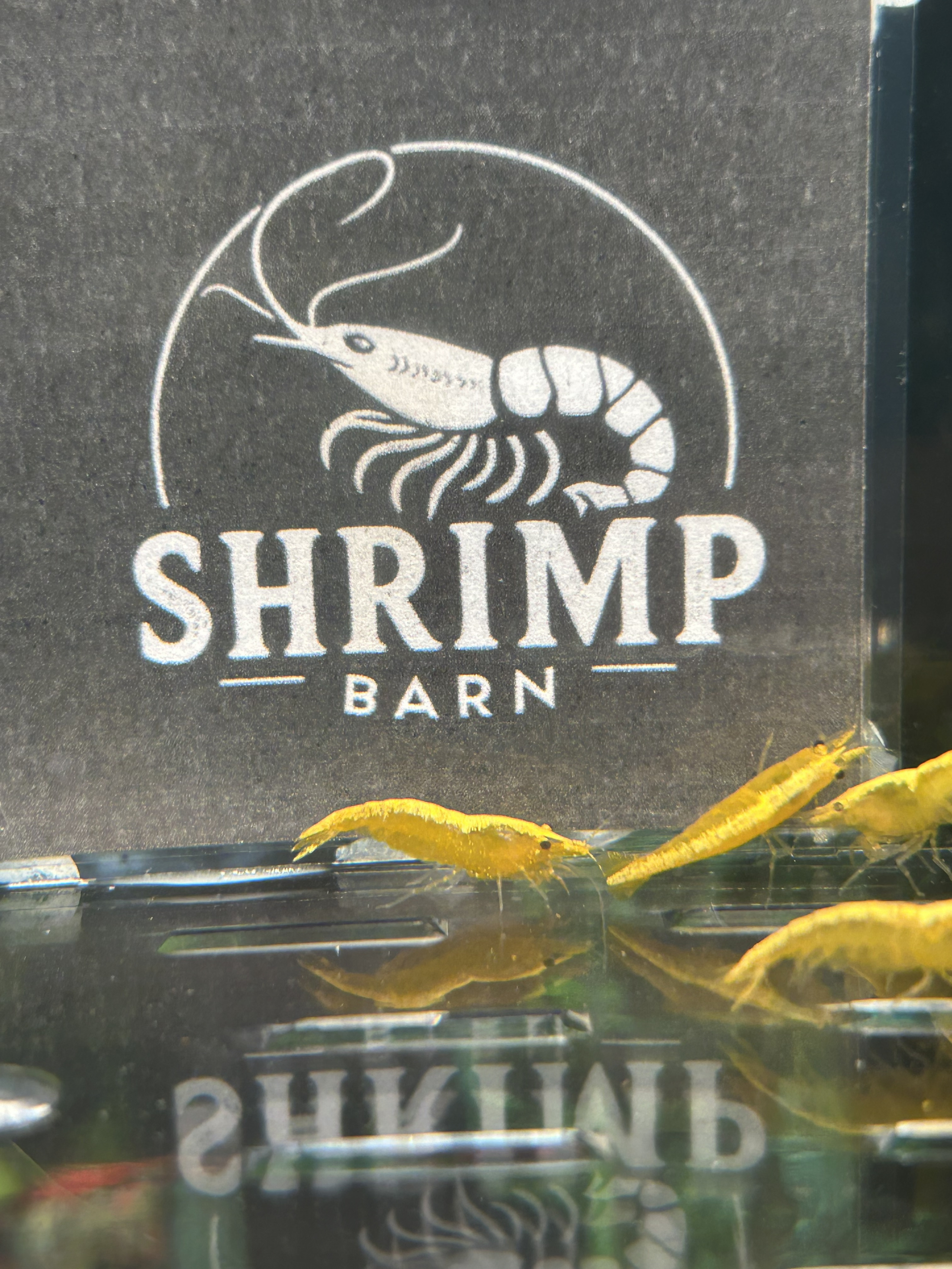 Add a Splash of Color to Your Aquarium with Hardy Yellow Gold Stripe Neocaridina Shrimp - Order Now!