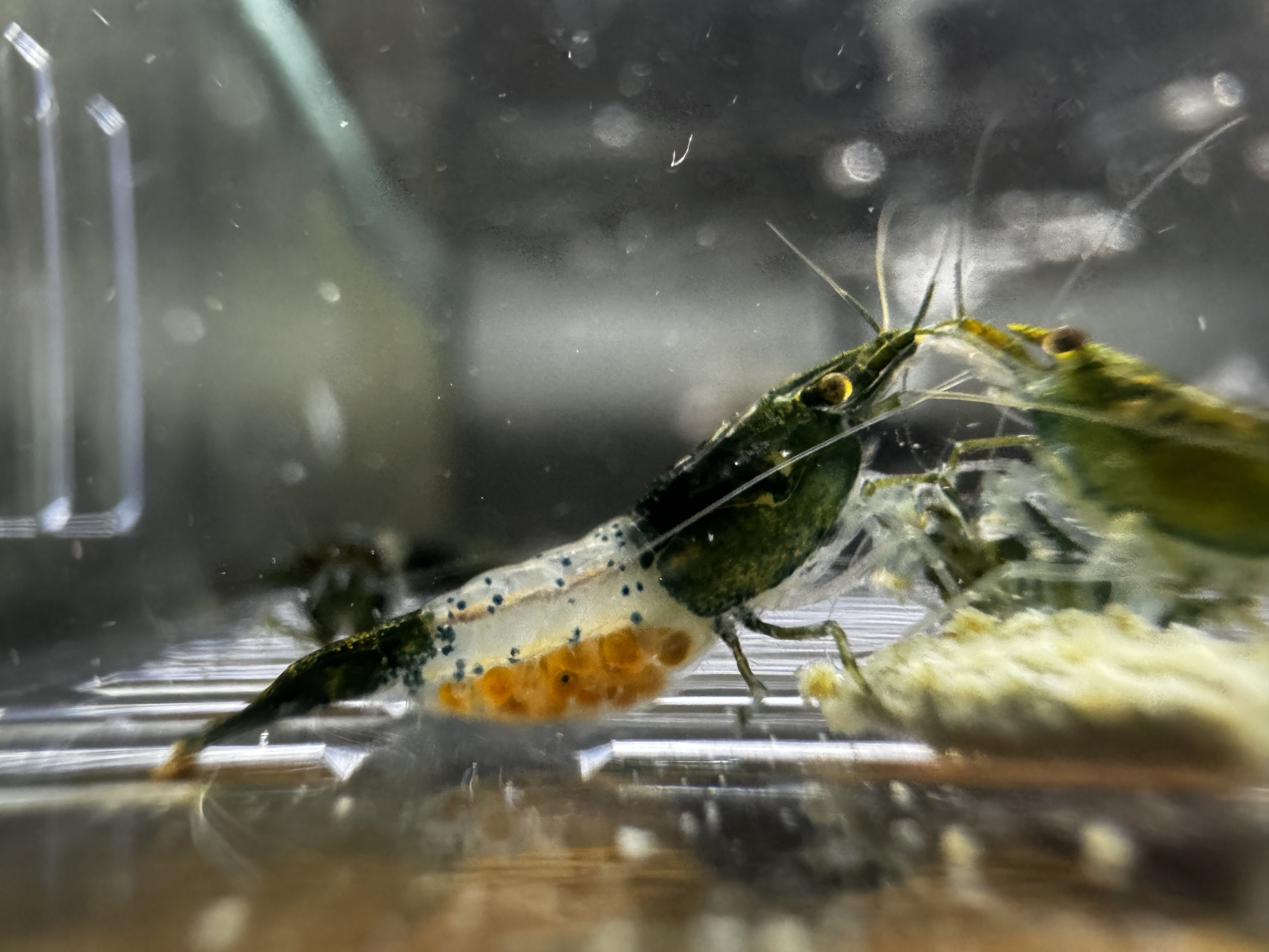 Green Rili  Neocaridina 10+1