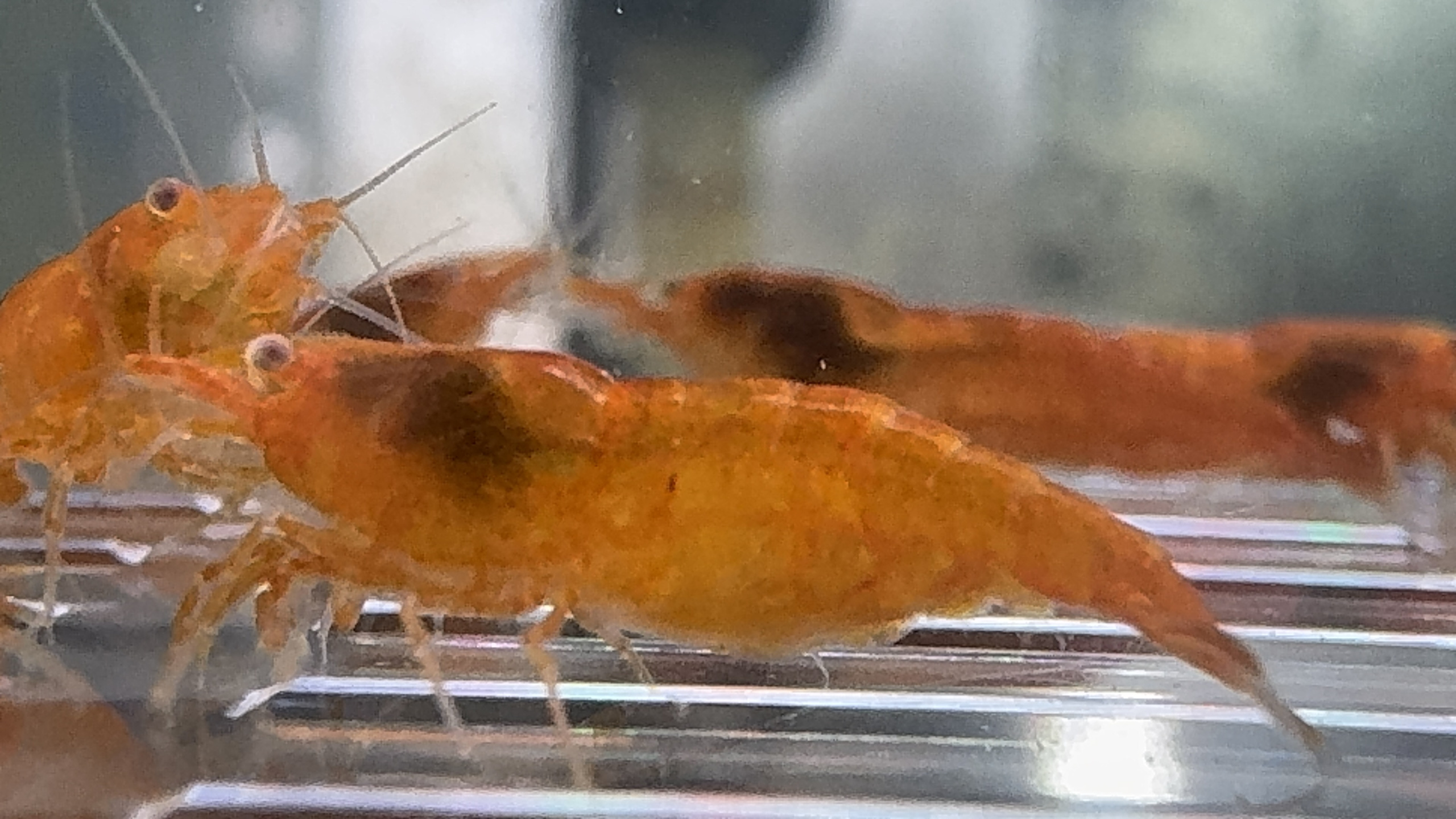 OE Orange Sakura Neocaridina 10