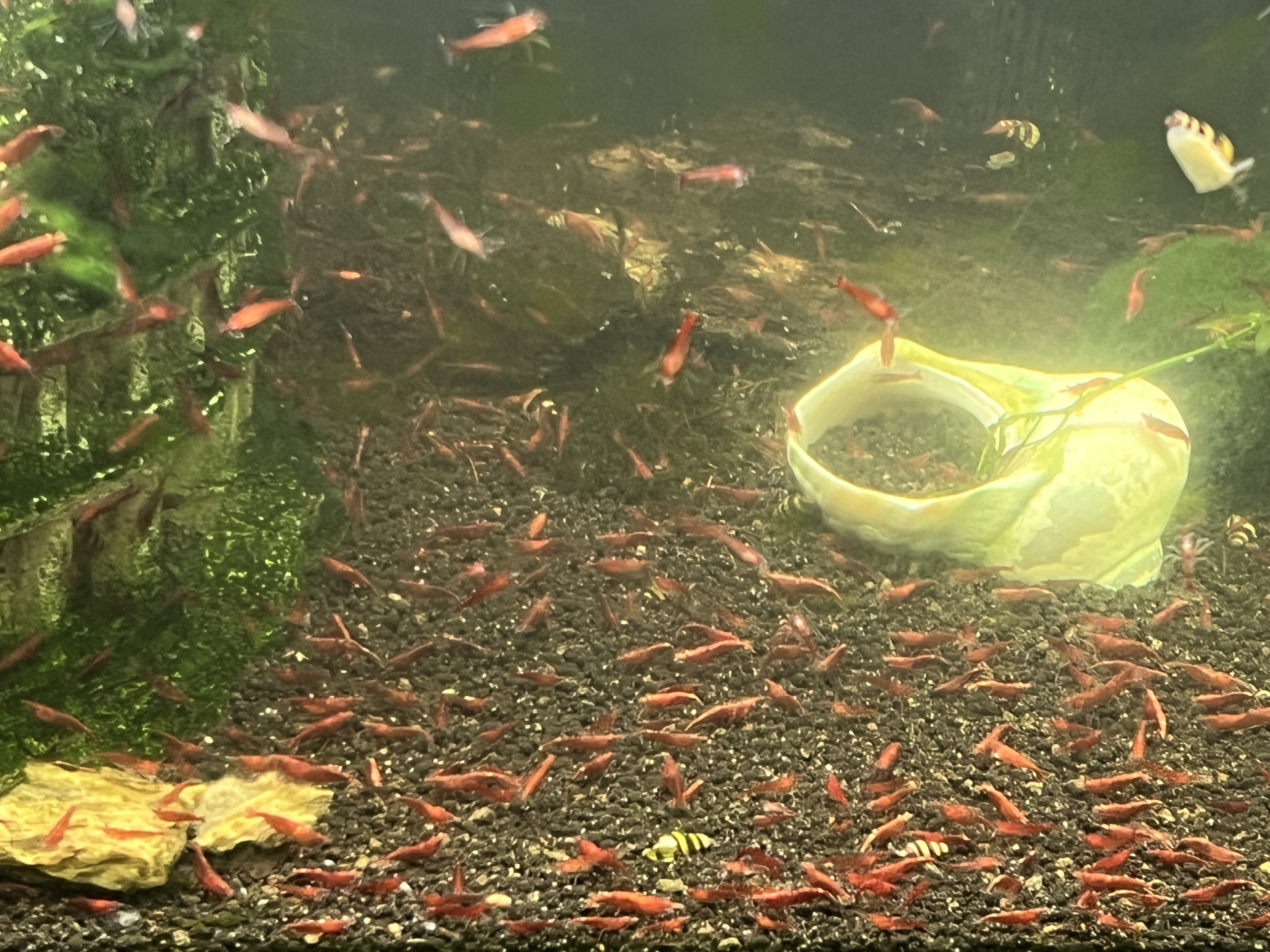 Shrimp