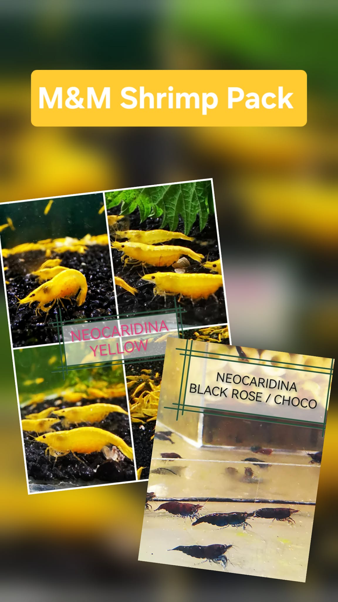 M&M PACK - NEOCARIDINA SHRIMP (MIX OF CHOCO AND YELLOW) PLUS 2 EXTRA(DOA) Freshwater aquarium shrimp Size approx 1.5 - 2.0 cm