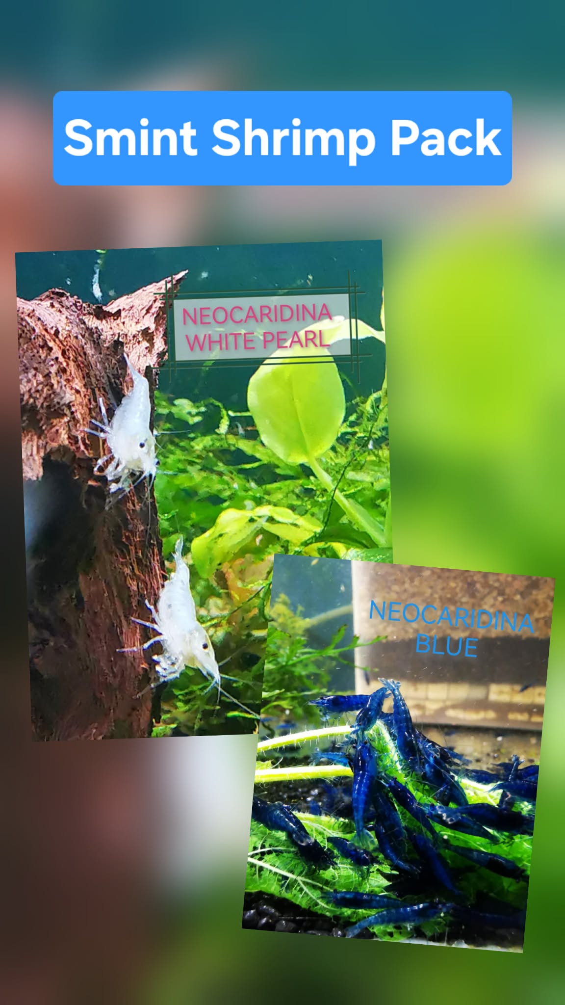 SMINT PACK - NEOCARIDINA SHRIMPS (MIX OF WHITE AND BLUE) PLUS 2 EXTRA(DOA) Freshwater aquarium shrimp Size approx 1.5 - 2.0 cm
