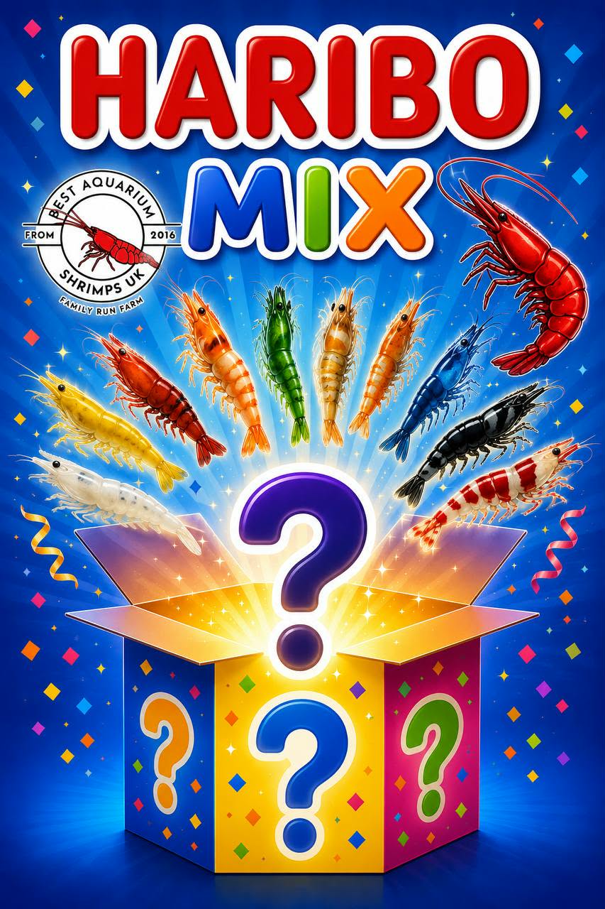 HARIBO MIX - NEOCARIDINA SHRIMPS (MIX OF 6 COLORS) PLUS 2 EXTRA(DOA) Freshwater aquarium shrimp Size approx 1.5 - 2.0 cm
