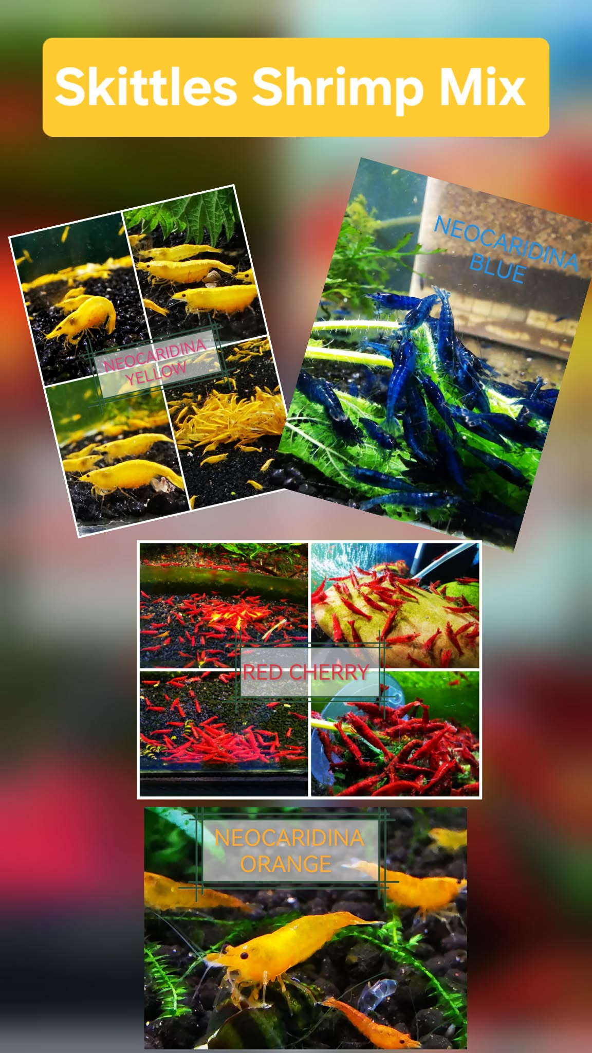 SKITTLES PACK - NEOCARIDINA SHRIMP MIX OF COLORS PLUS 2 EXTRA (DOA) Freshwater aquarium shrimp Size approx 1.5 - 2.0 cm