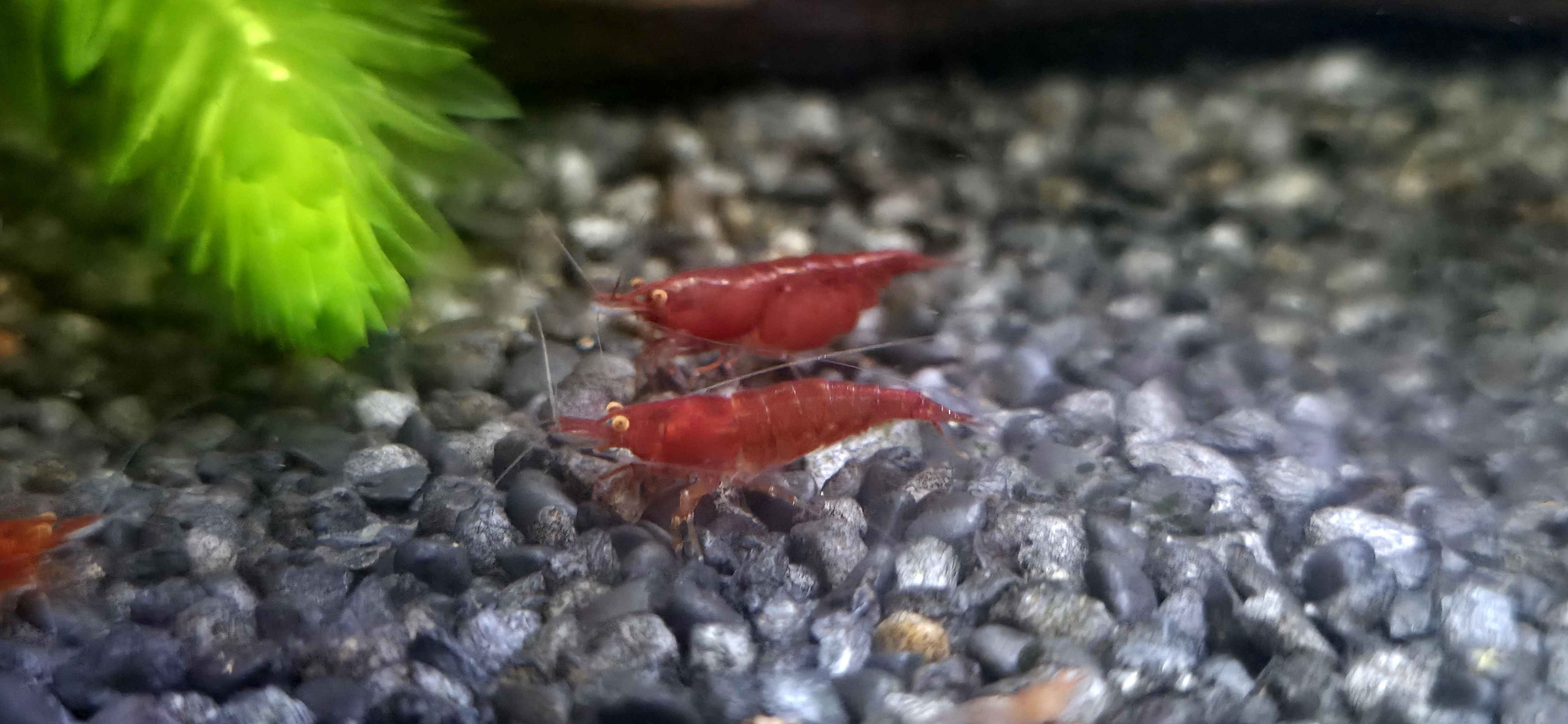 OE Red Demons Neocaridina Shrimp