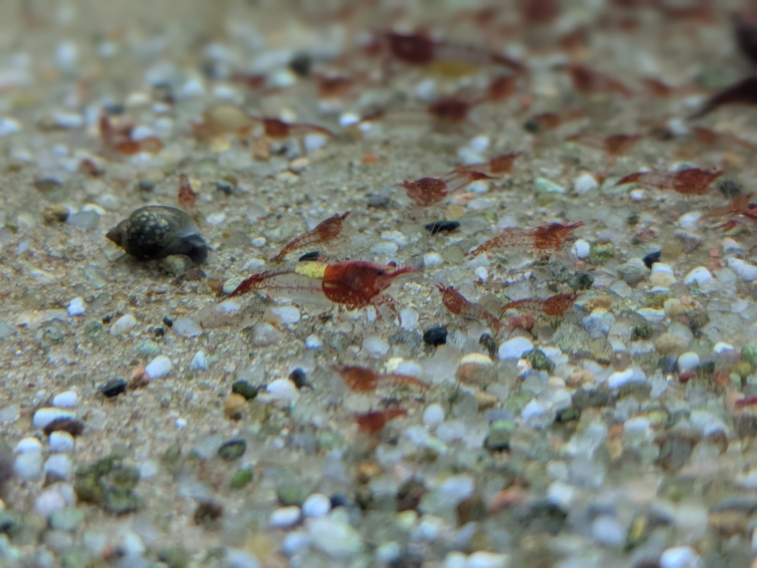 10 + 2 free Neocaridina Red Rili Shrimp. 1.5-2cm.