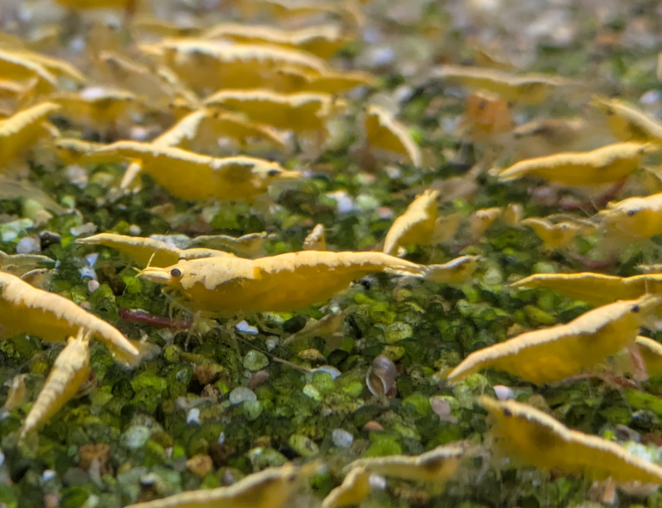 10 + 2 free Neocaridina Yellow Shrimp. 1.5-2cm.