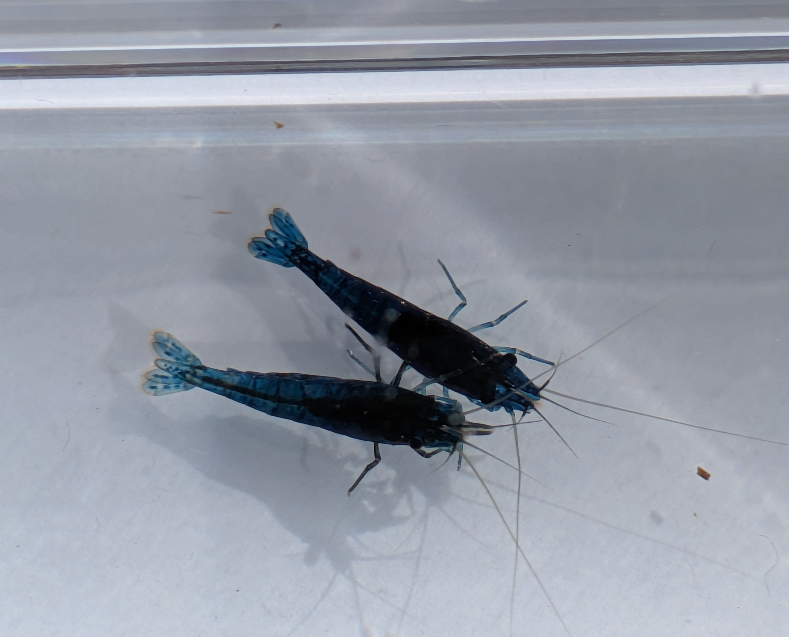 10 + 2 free Neocaridina Blue Dream Shrimp. 1.5-2cm. + Free Nettle food and free moss