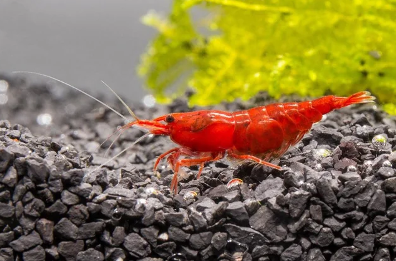 10 red shrimp