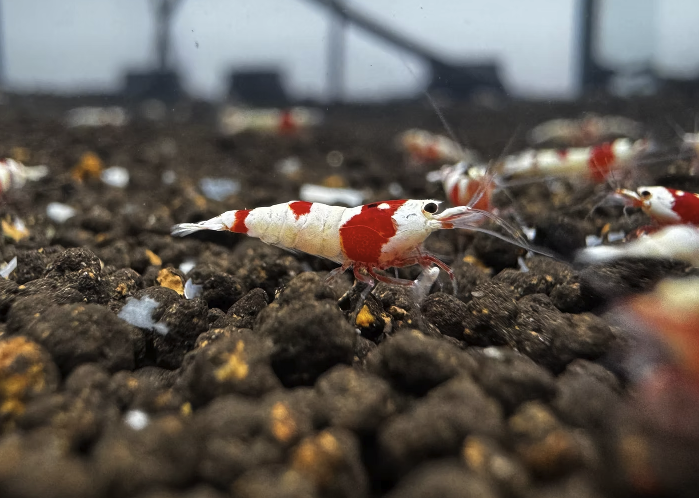 Explore Exclusive Pure Red Line Shrimp Varieties with Sel's Premium Selection