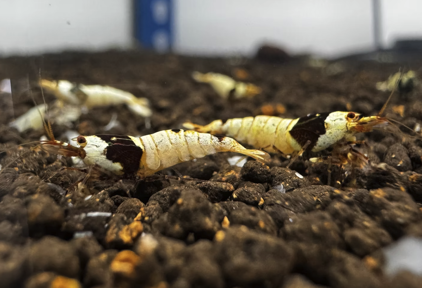 Ultimate Guide to Pure Black Line Caridina Shrimp Breeding and Purchase